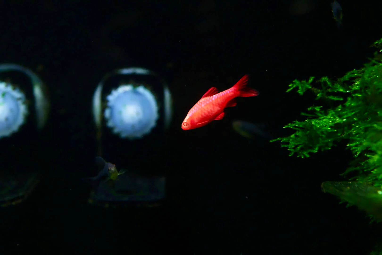 Albino Cherry Barbs (Puntius titteya)