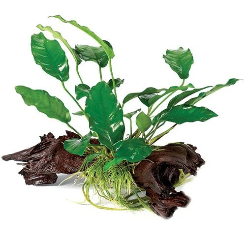 Assorted Anubias - Medium Driftwood - Image 2