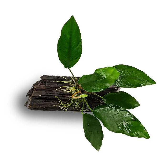 Assorted Anubias - Medium Driftwood - Image 4