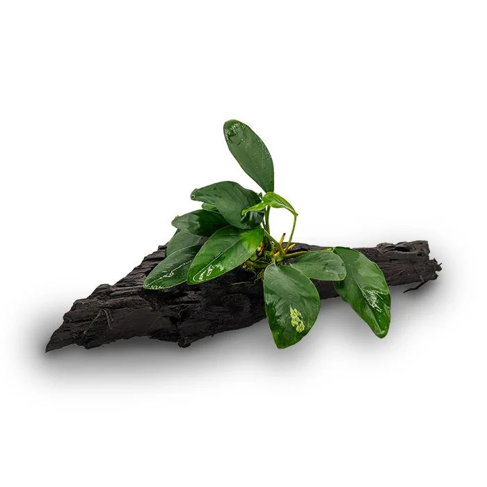 Assorted Anubias - Medium Driftwood - Image 5