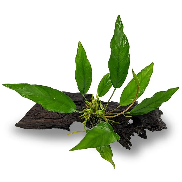 Assorted Anubias - Medium Driftwood - Image 7