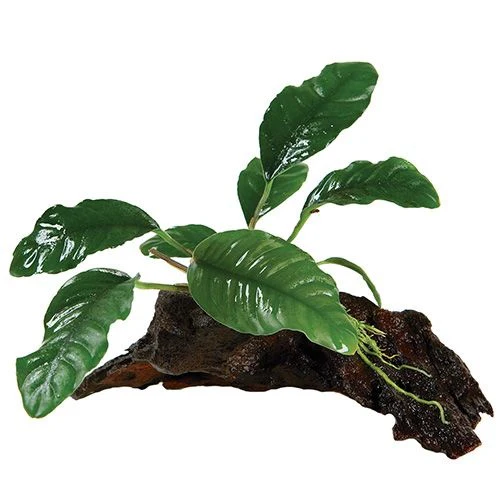 Assorted Anubias - Mini Driftwood - Image 2