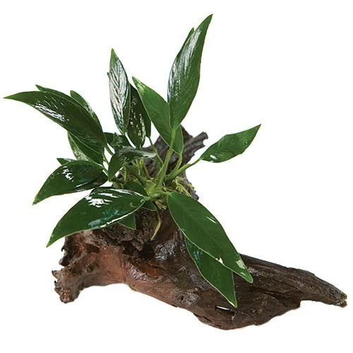 Assorted Anubias - Mini Driftwood - Image 6