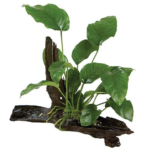 Assorted Anubias On Large Driftwood - Image 2