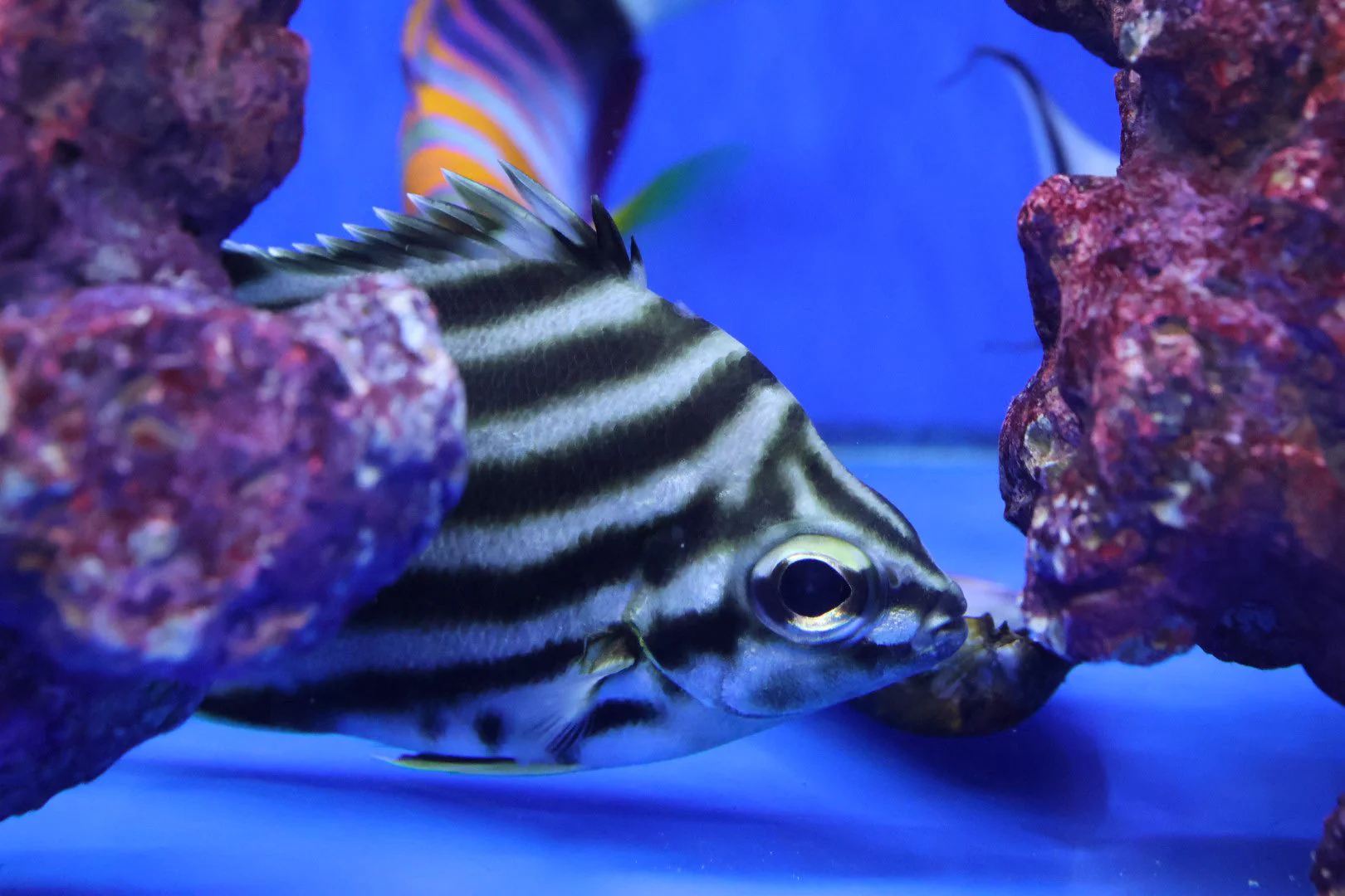 Australian Stripey (Microcanthus strigatus) - Image 3
