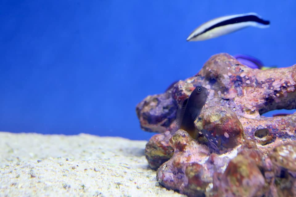 Bicolour Blenny (Ecsenius bicolor)