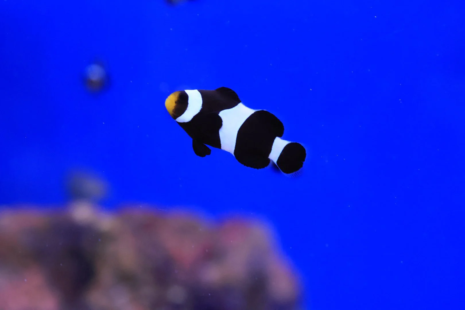 Black and White Darwin Ocellaris Clownfish (Amphiprion ocellaris) - Image 2