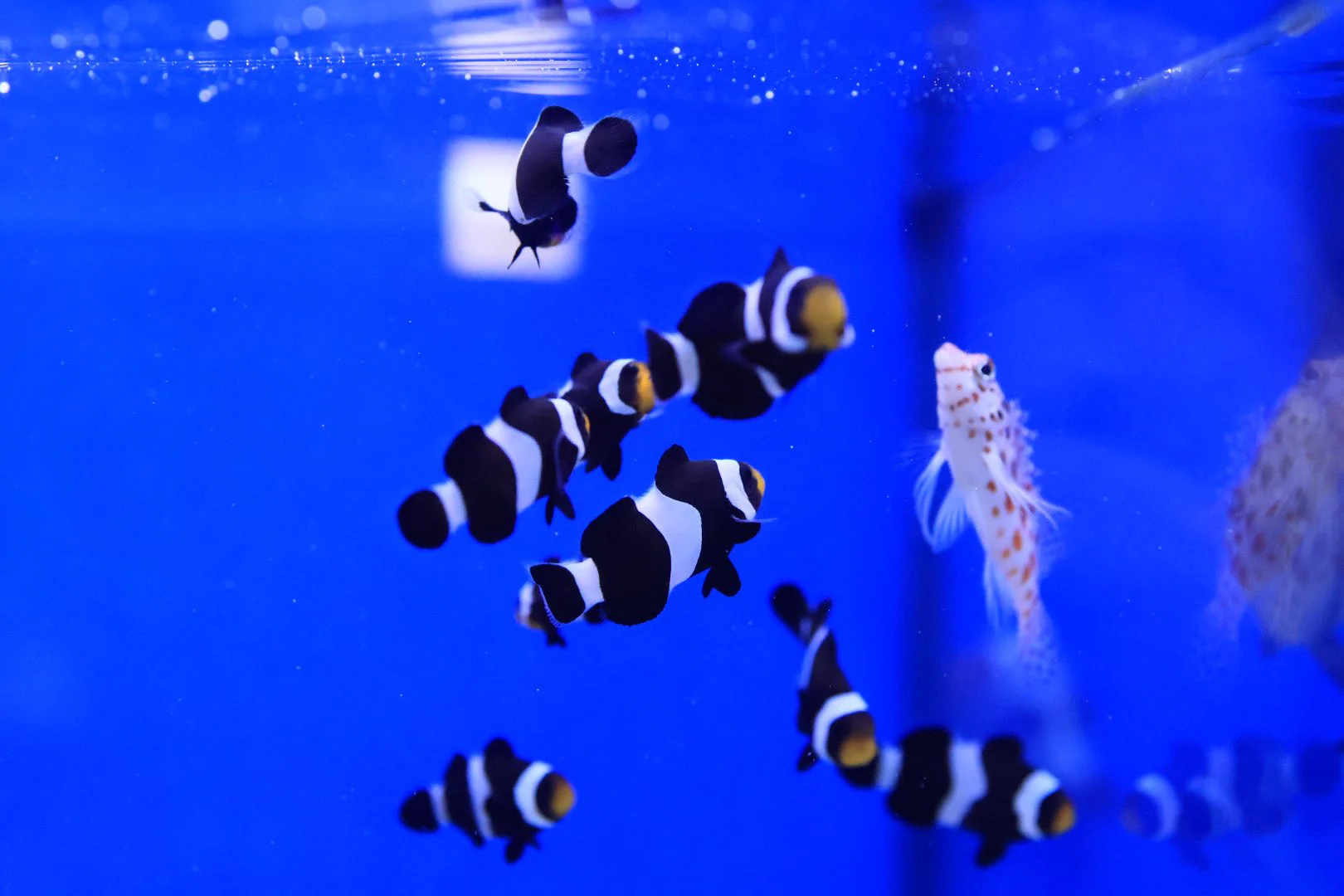 Black and White Darwin Ocellaris Clownfish (Amphiprion ocellaris) - Image 3