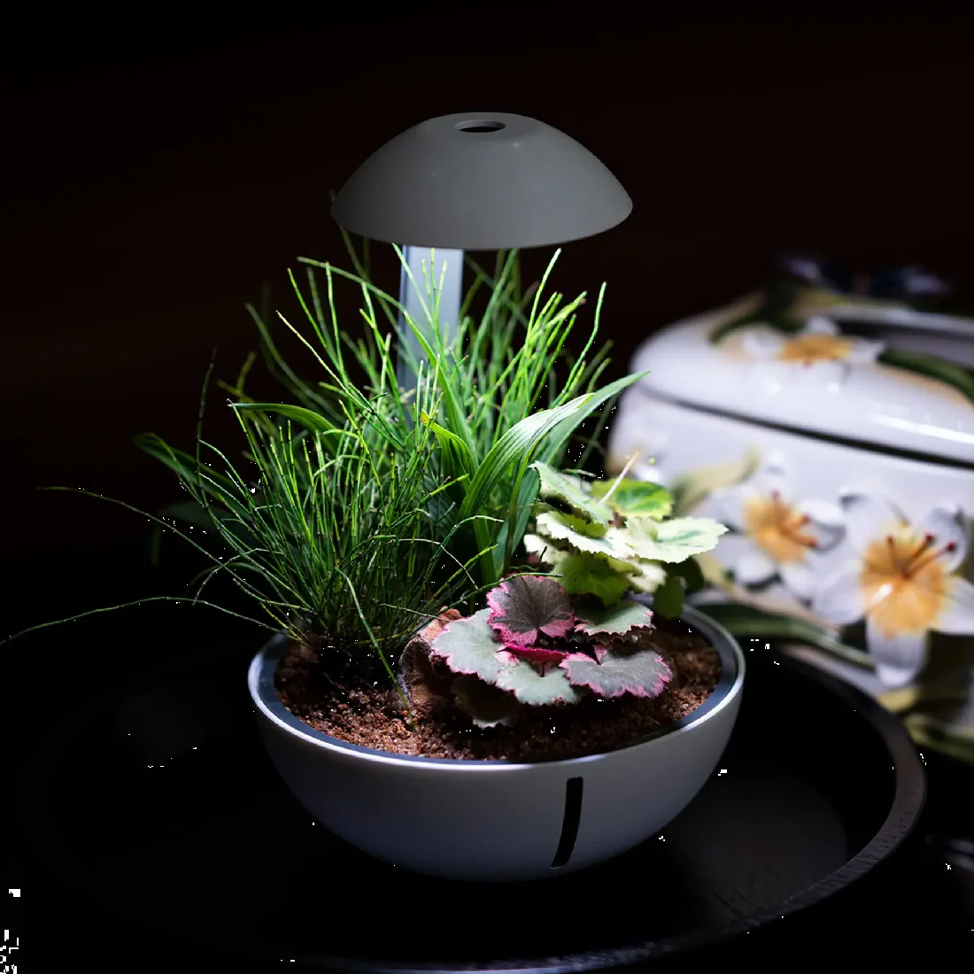 Chihiros Tiny Terrarium Egg - Image 12