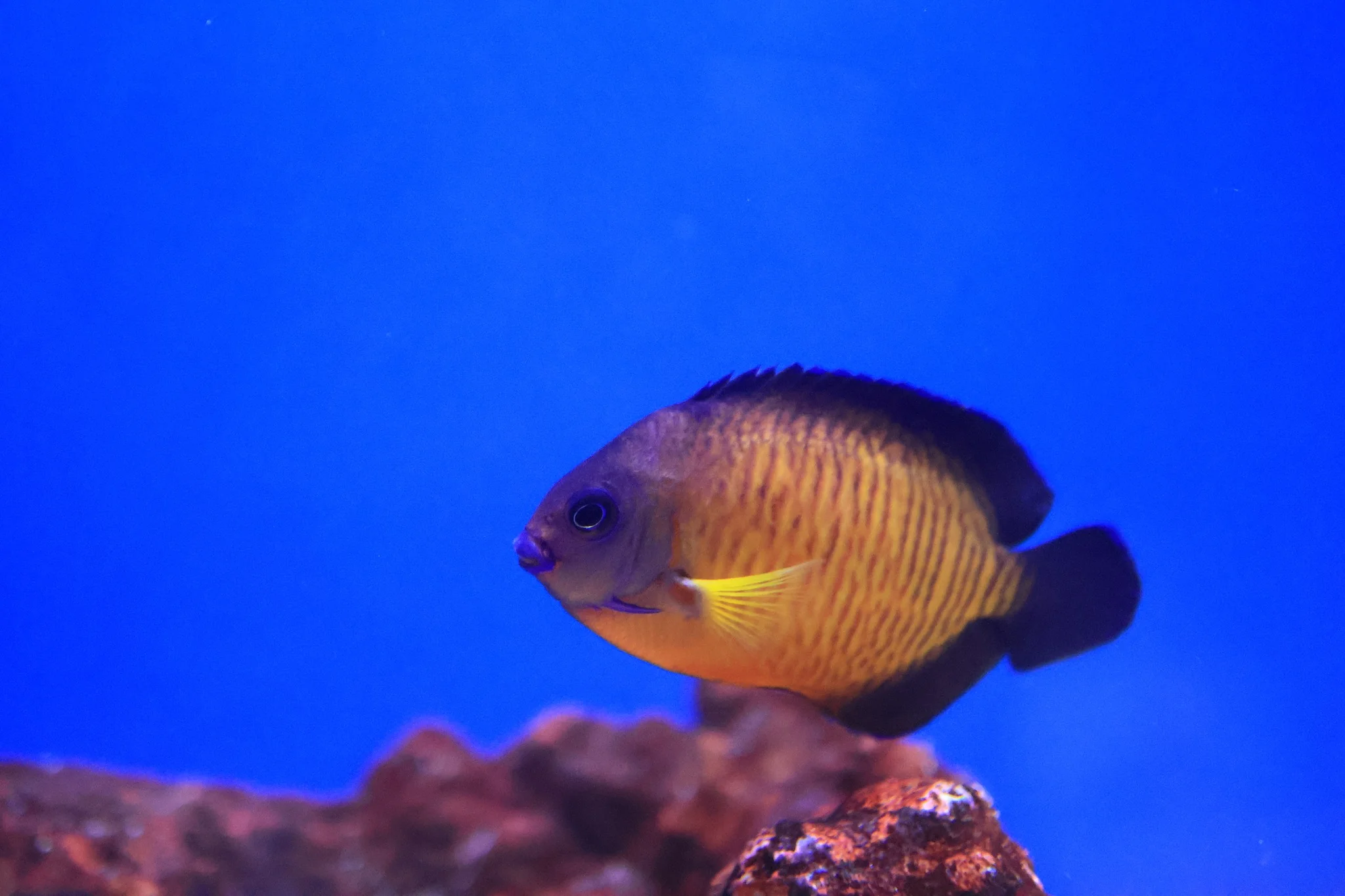Coral Beauty (Centropyge bispinosa)