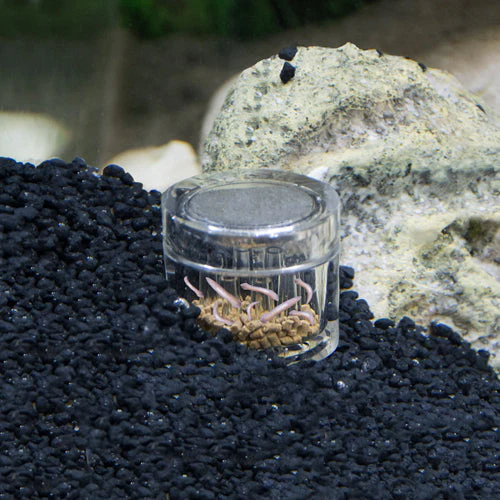 Dupla Planaria X Trap - Image 4