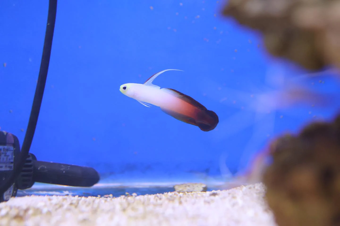 Fire Goby (Nemateleotris magnifica) Pair - Image 2