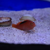 Flame Hawkfish (Neocirrhites armatus) - Image 2