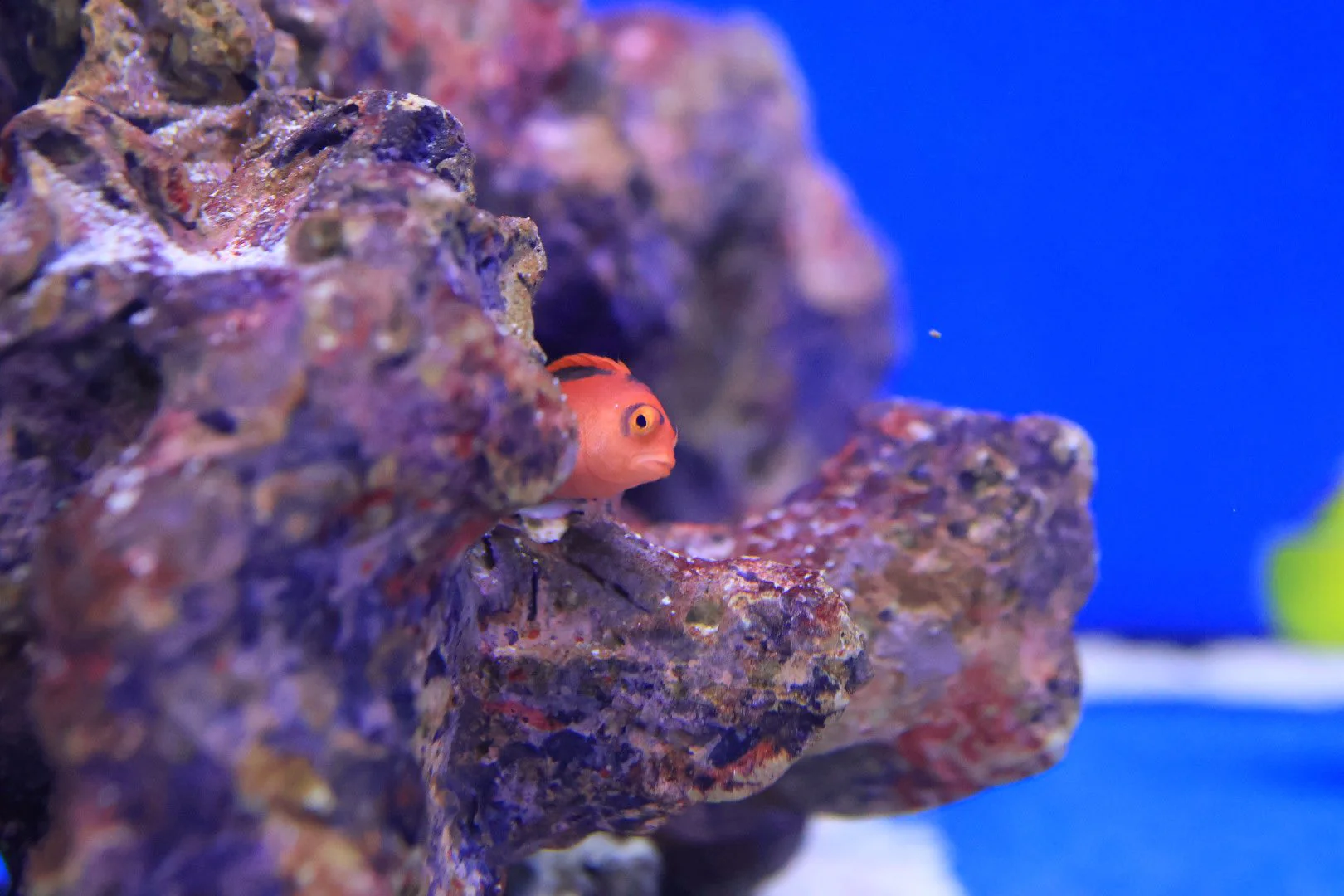 Flame Hawkfish (Neocirrhites armatus) - Image 3