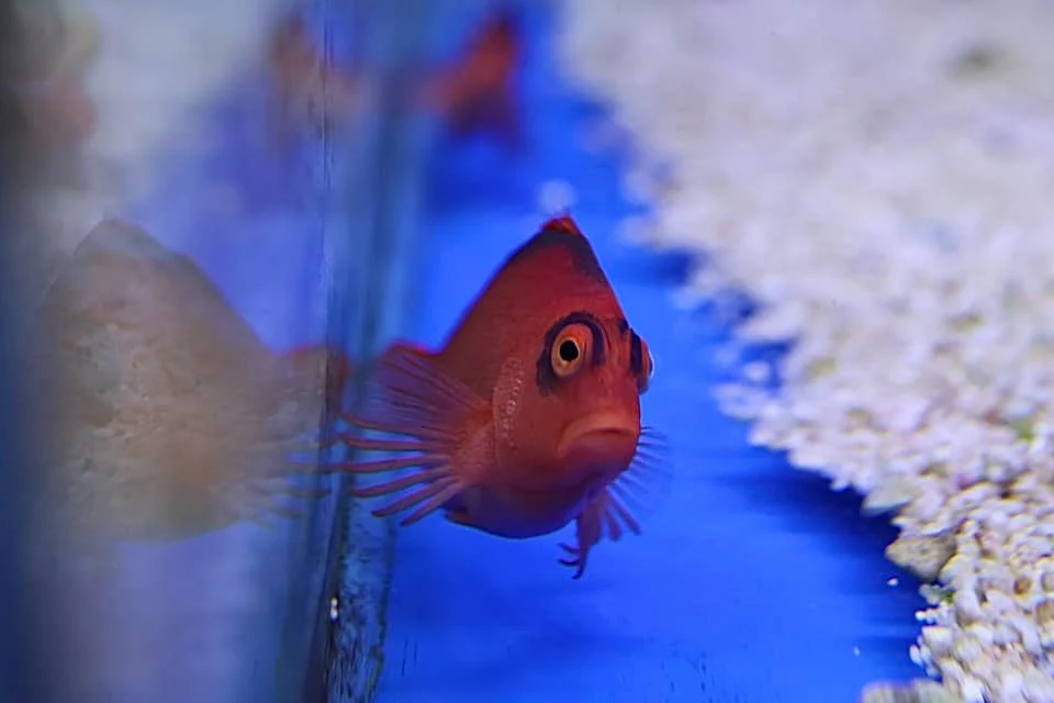 Flame Hawkfish Pair (Neocirrhites armatus) - Image 2