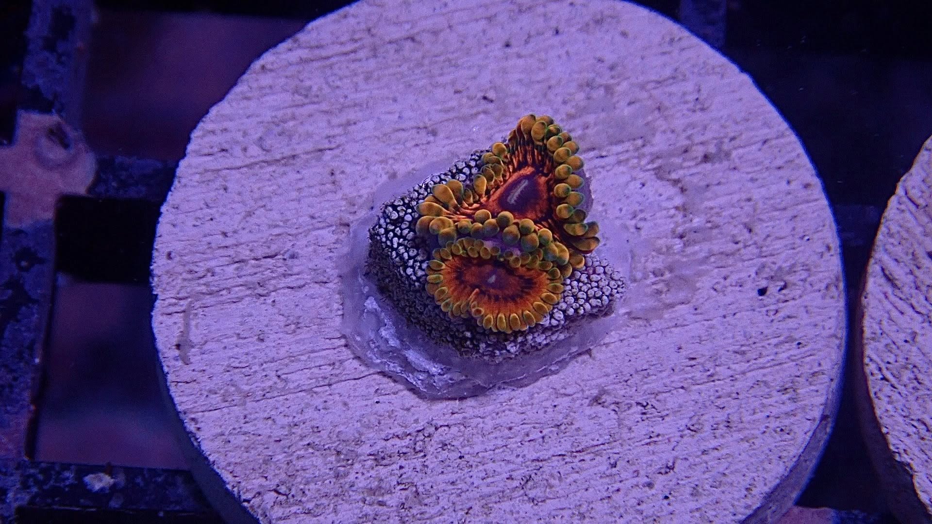 Grand Master Krakatoa GMK Zoanthid Frag (Aquacultured) - Image 3