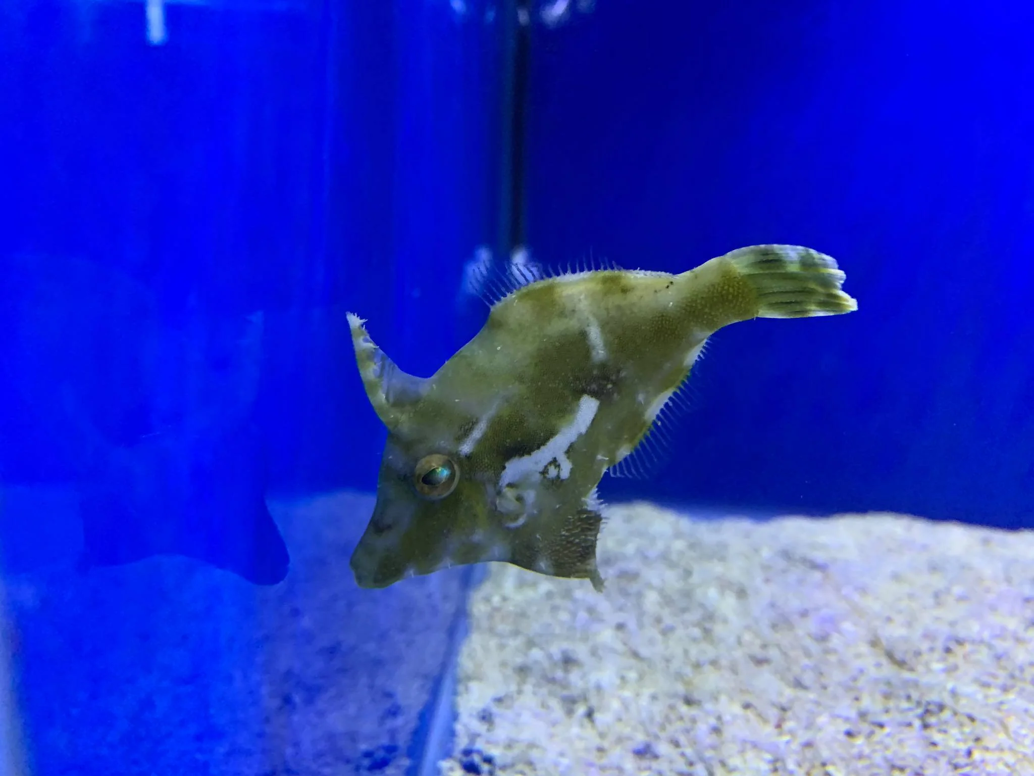 Green File Fish (Acreichthys Tomentosus) - Image 2