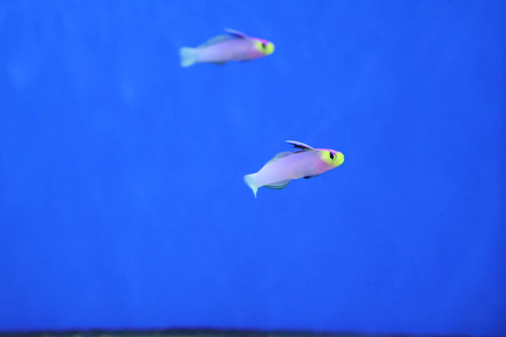 Helfrichi Goby Pair (Nemateleotris helfrichi)