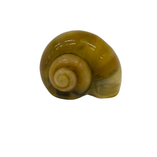 Ivory Mystery Snail aka Apple Snail (Pomacea Diffusa) Medium