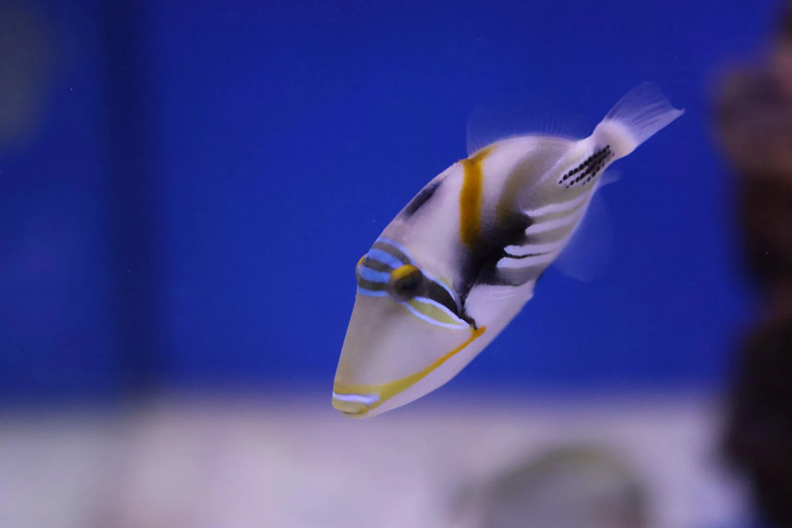 Lagoon Triggerfish (Rhinecanthus aculeatus)