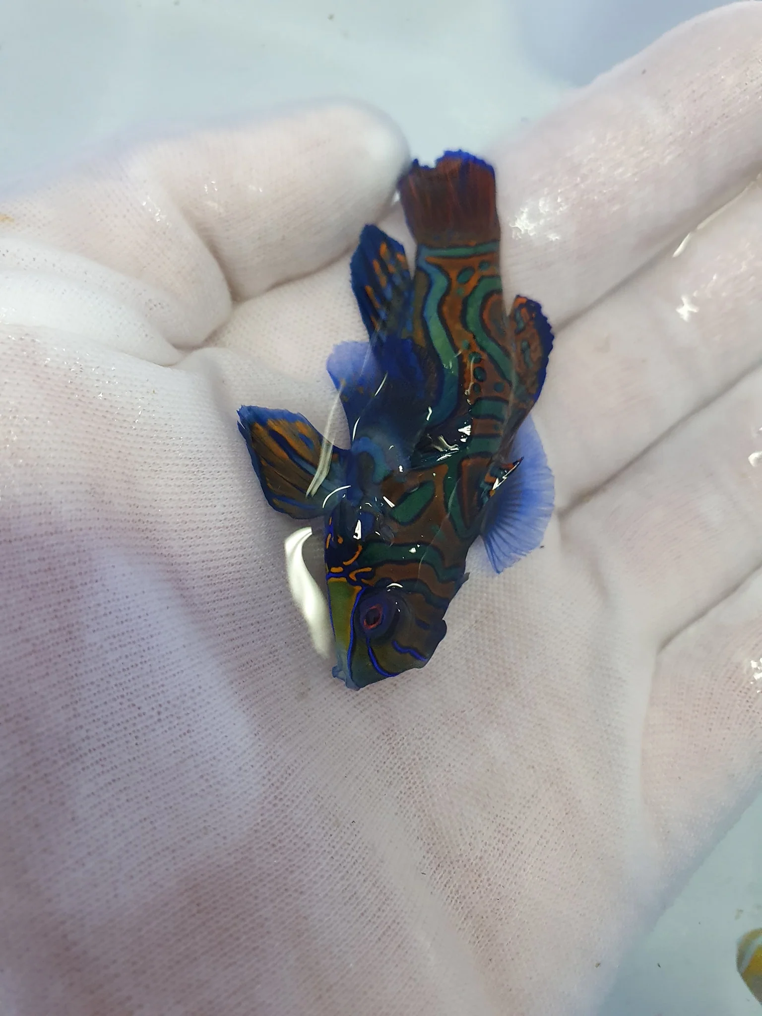 Mandarin Dragonet (Synchiropus Splendidus) - Image 2