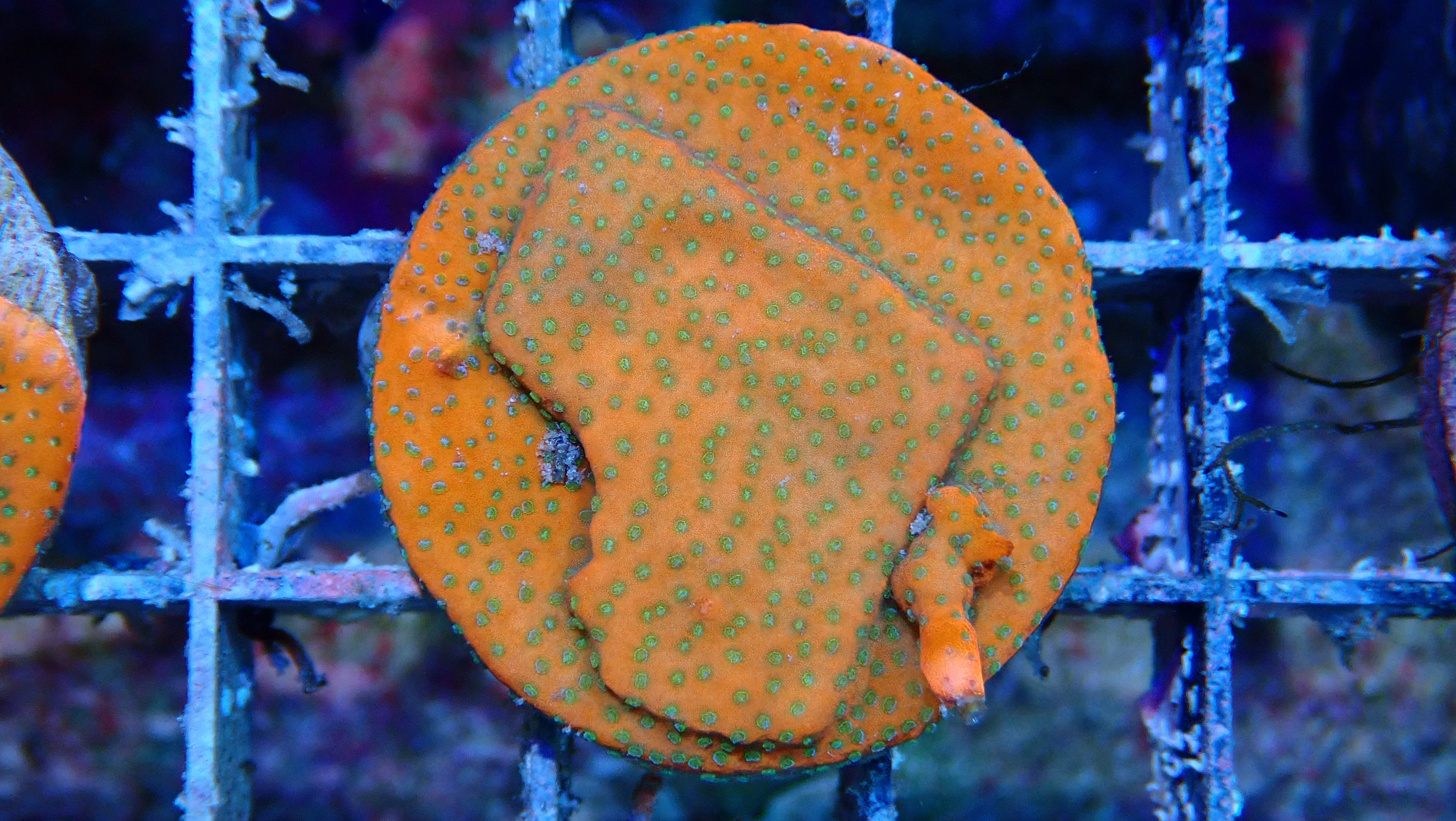 Mystery Frag $30ea or 3 for $75! - Image 10