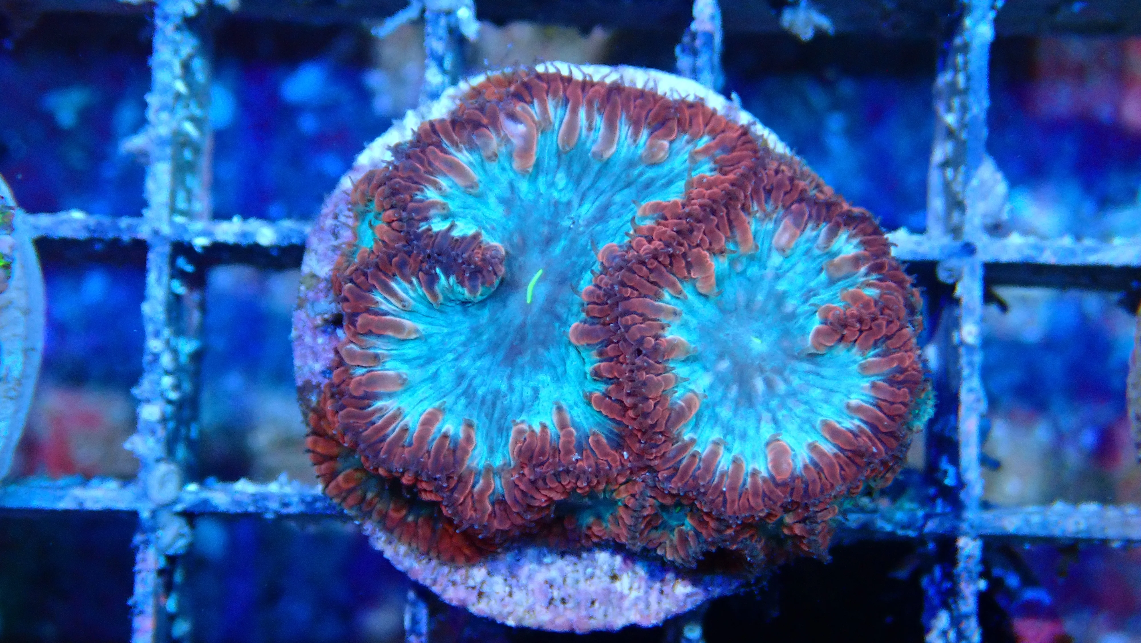 Mystery Frag $30ea or 3 for $75! - Image 11