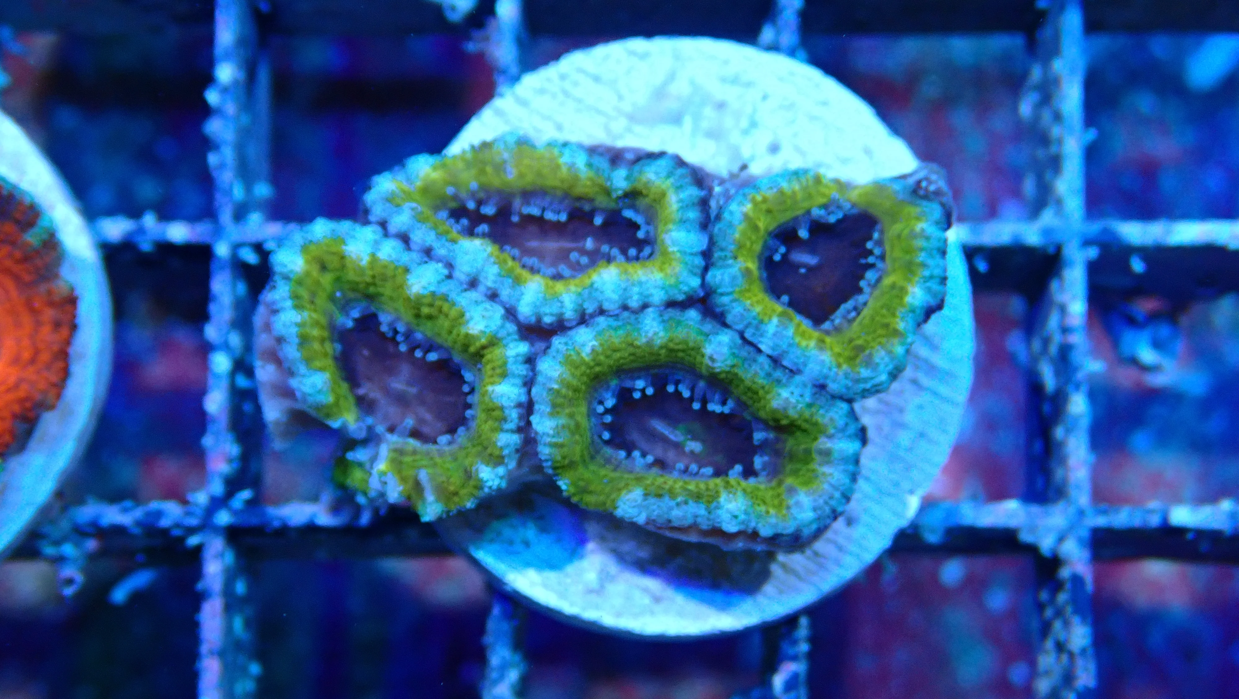 Mystery Frag $30ea or 3 for $75! - Image 12