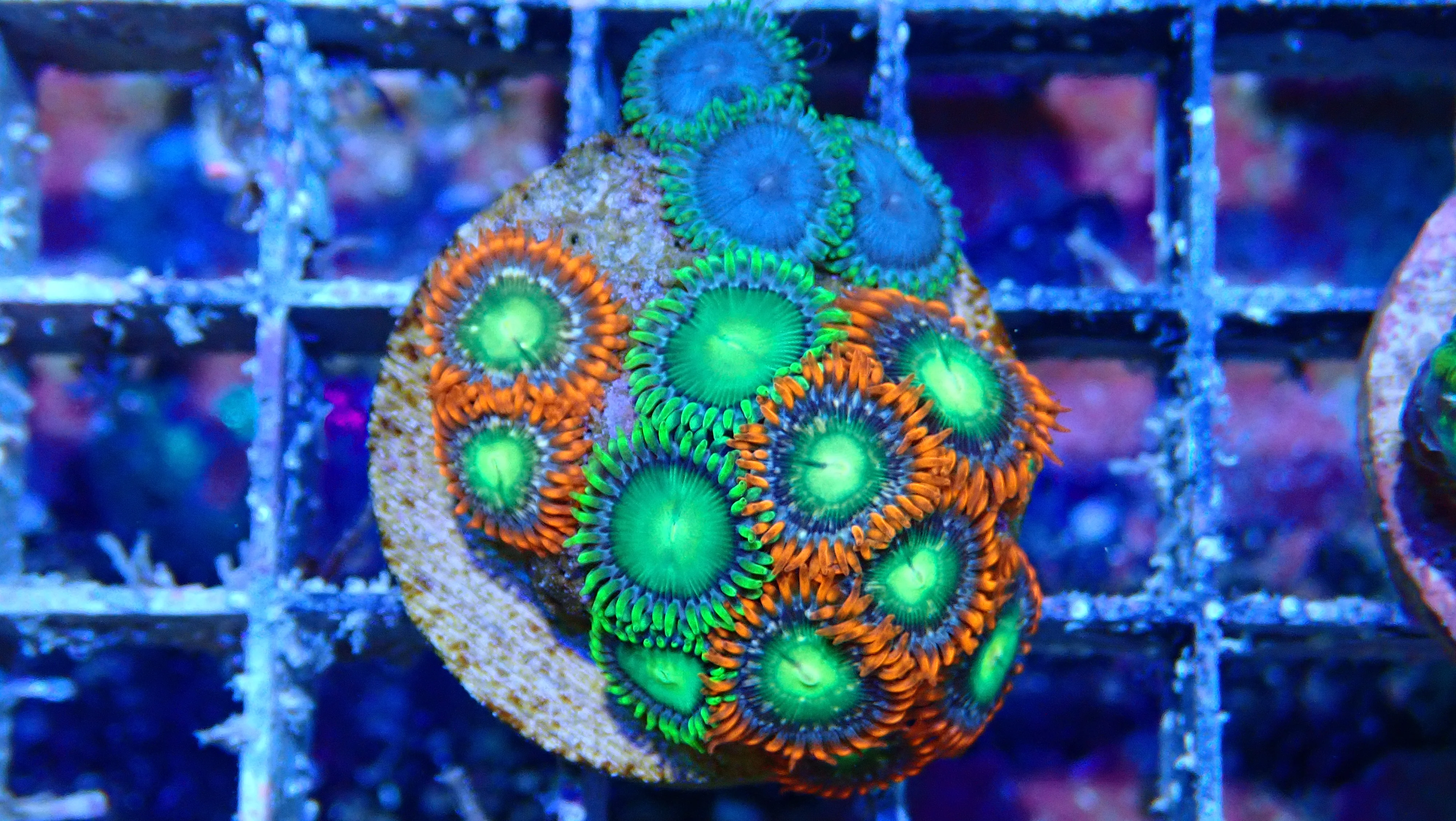 Mystery Frag $30ea or 3 for $75! - Image 14