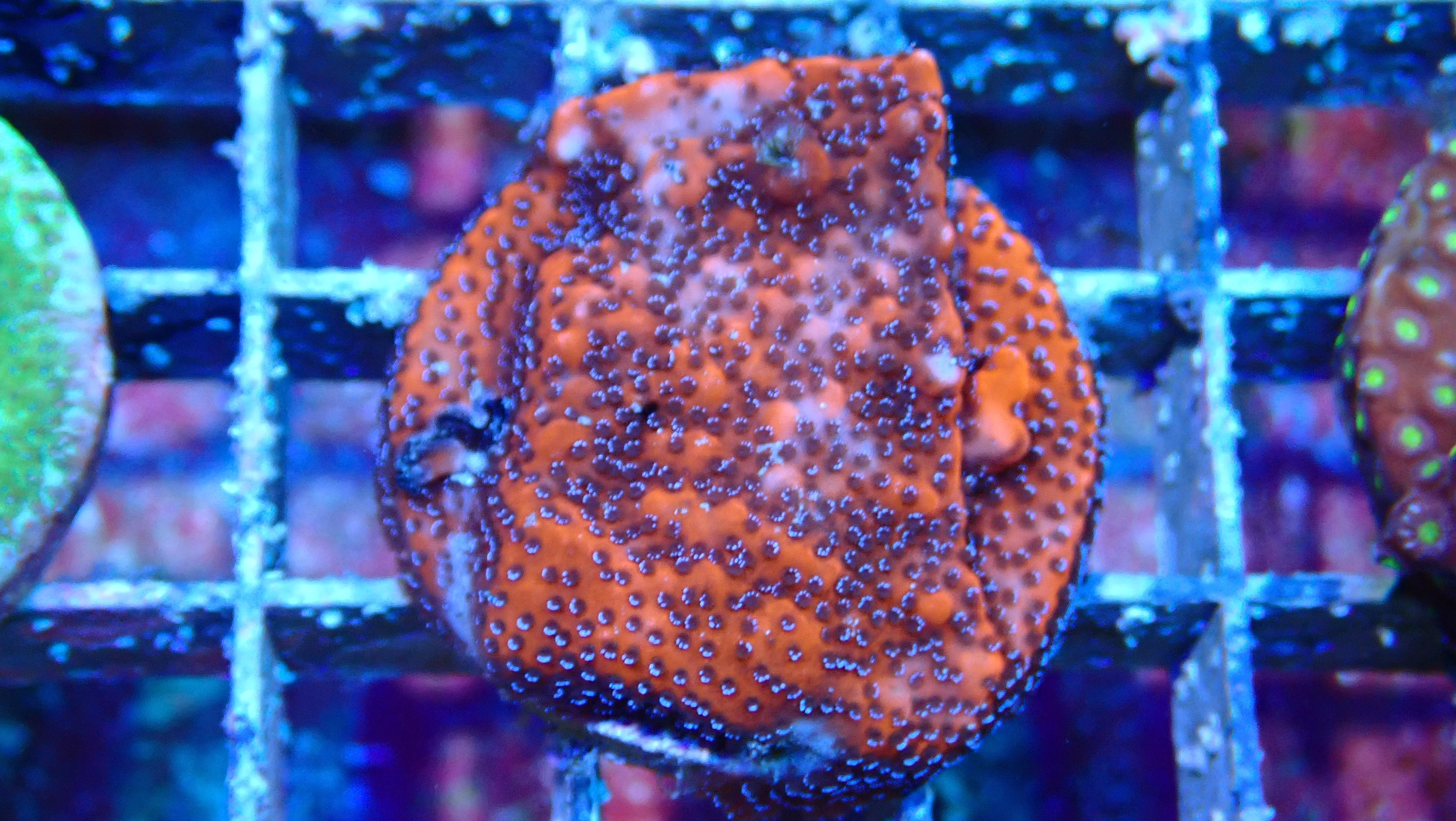 Mystery Frag $30ea or 3 for $75! - Image 16