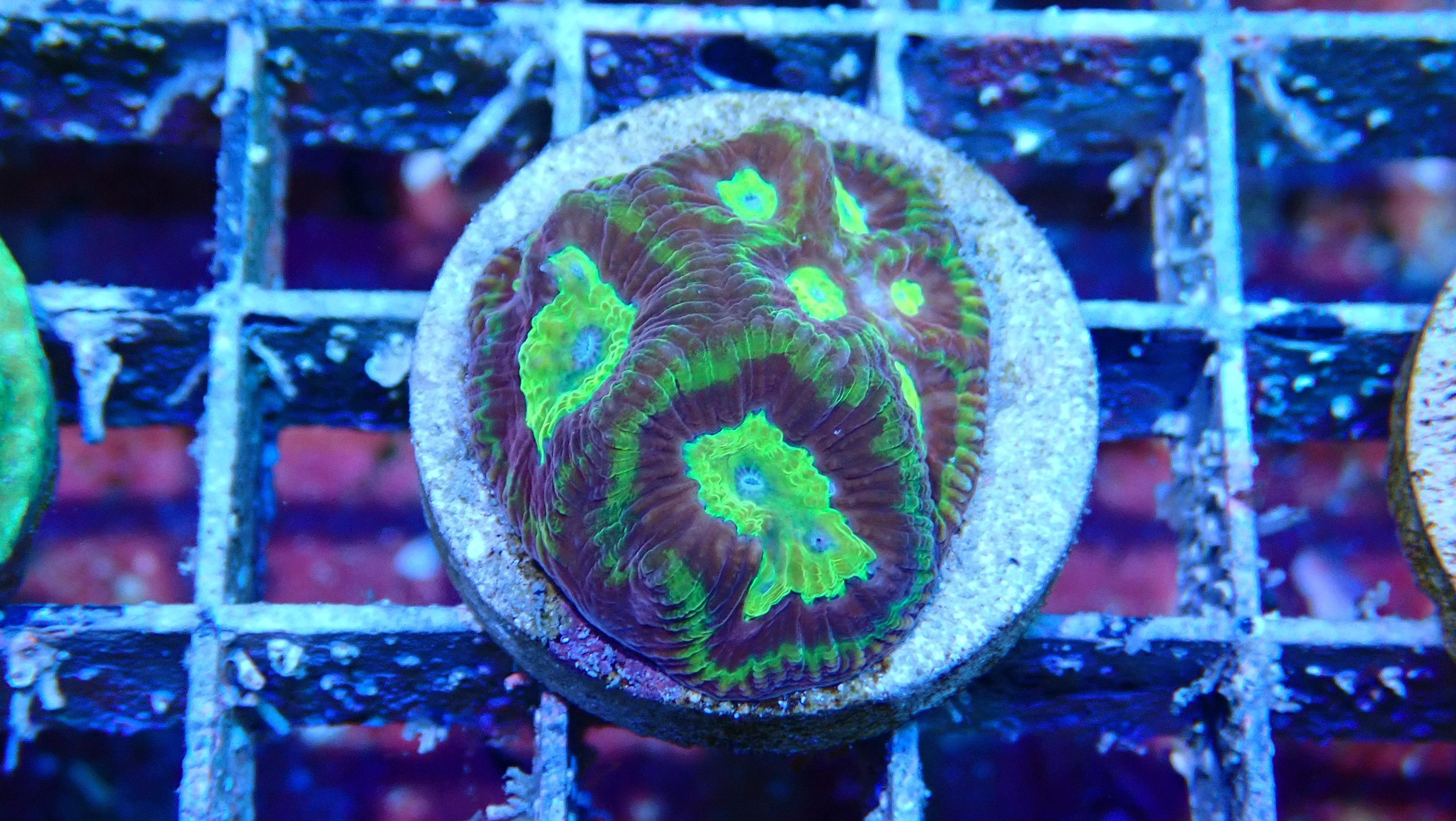 Mystery Frag $30ea or 3 for $75! - Image 17