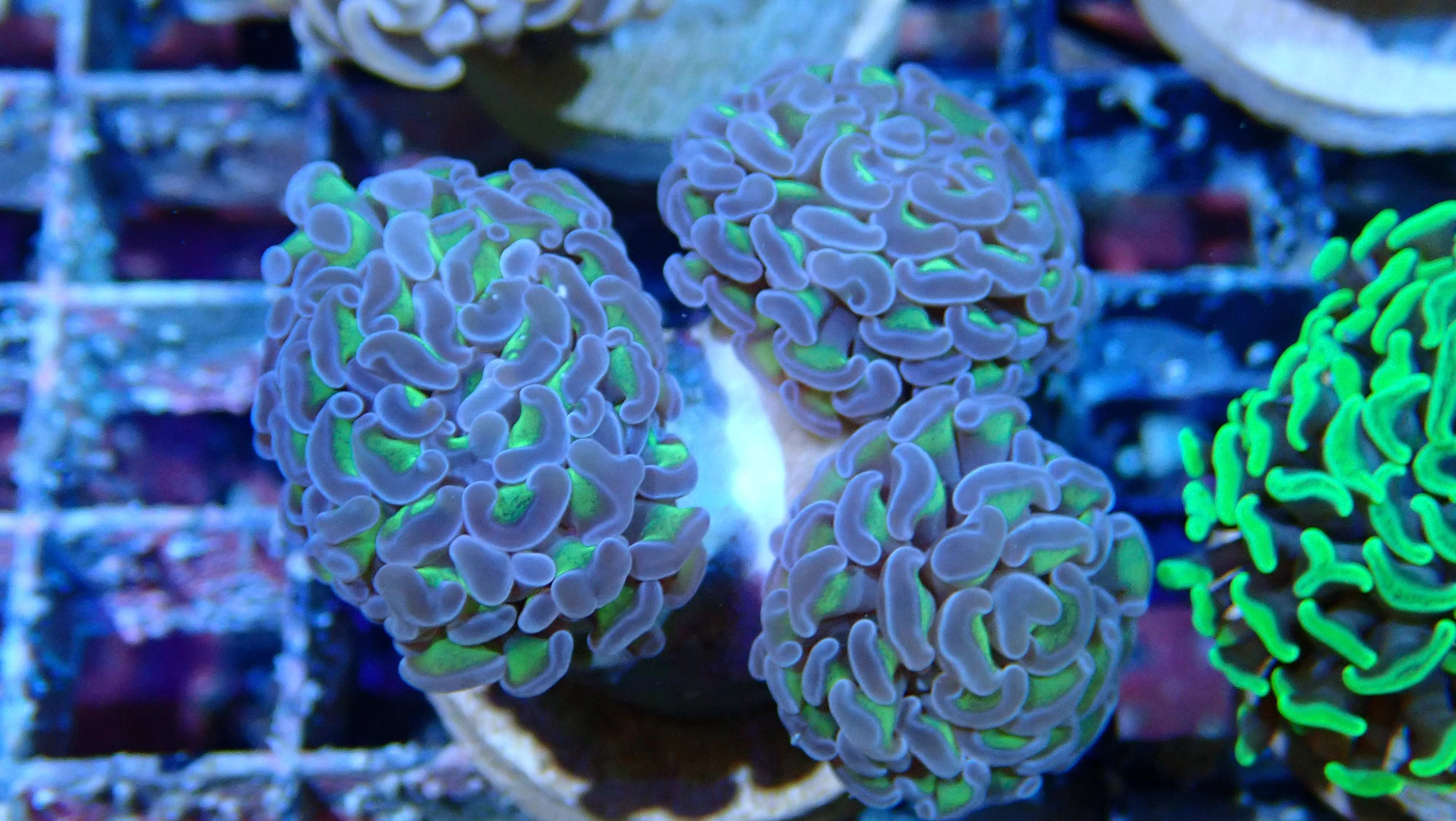 Mystery Frag $30ea or 3 for $75! - Image 18