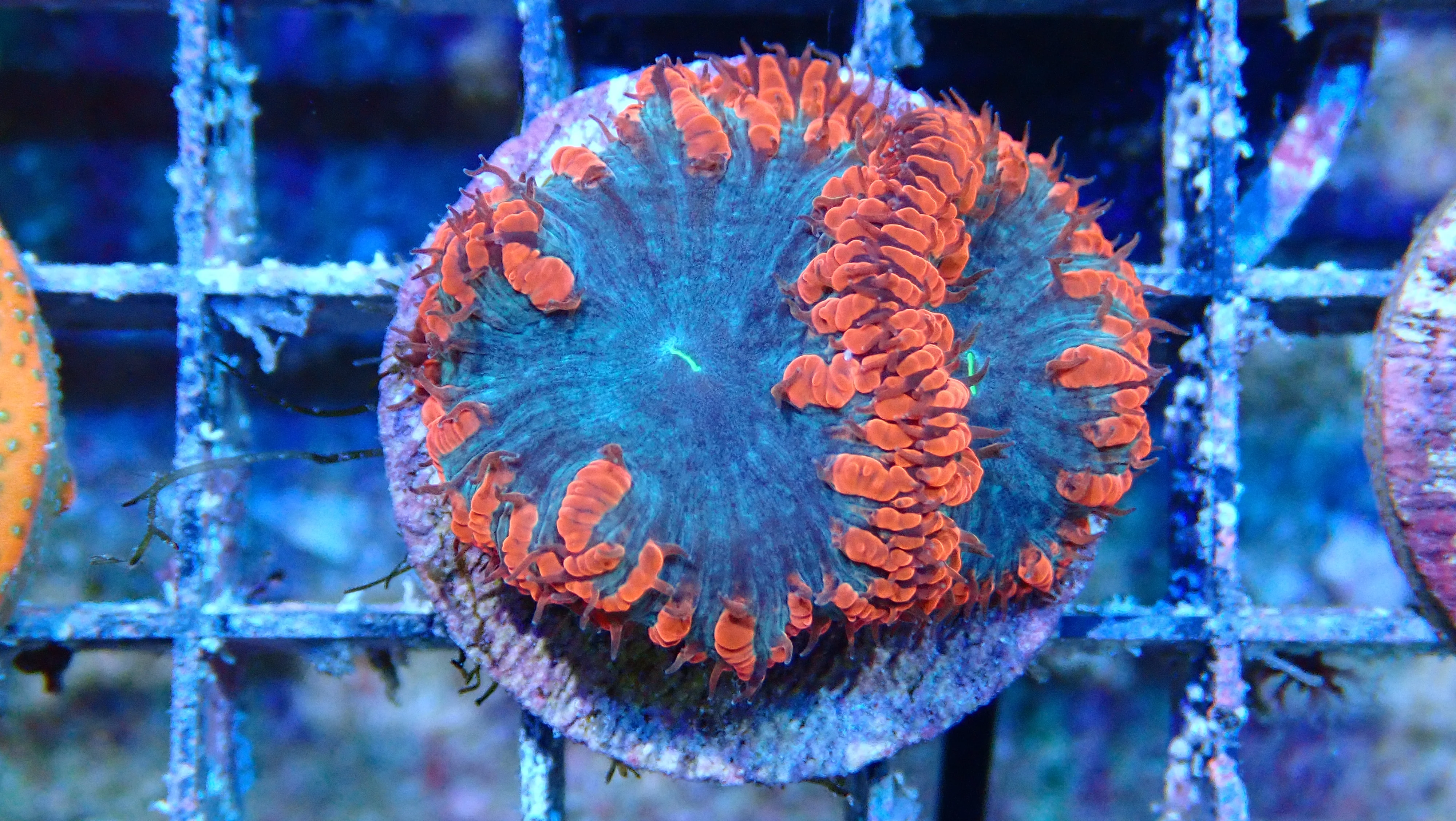 Mystery Frag $30ea or 3 for $75! - Image 19