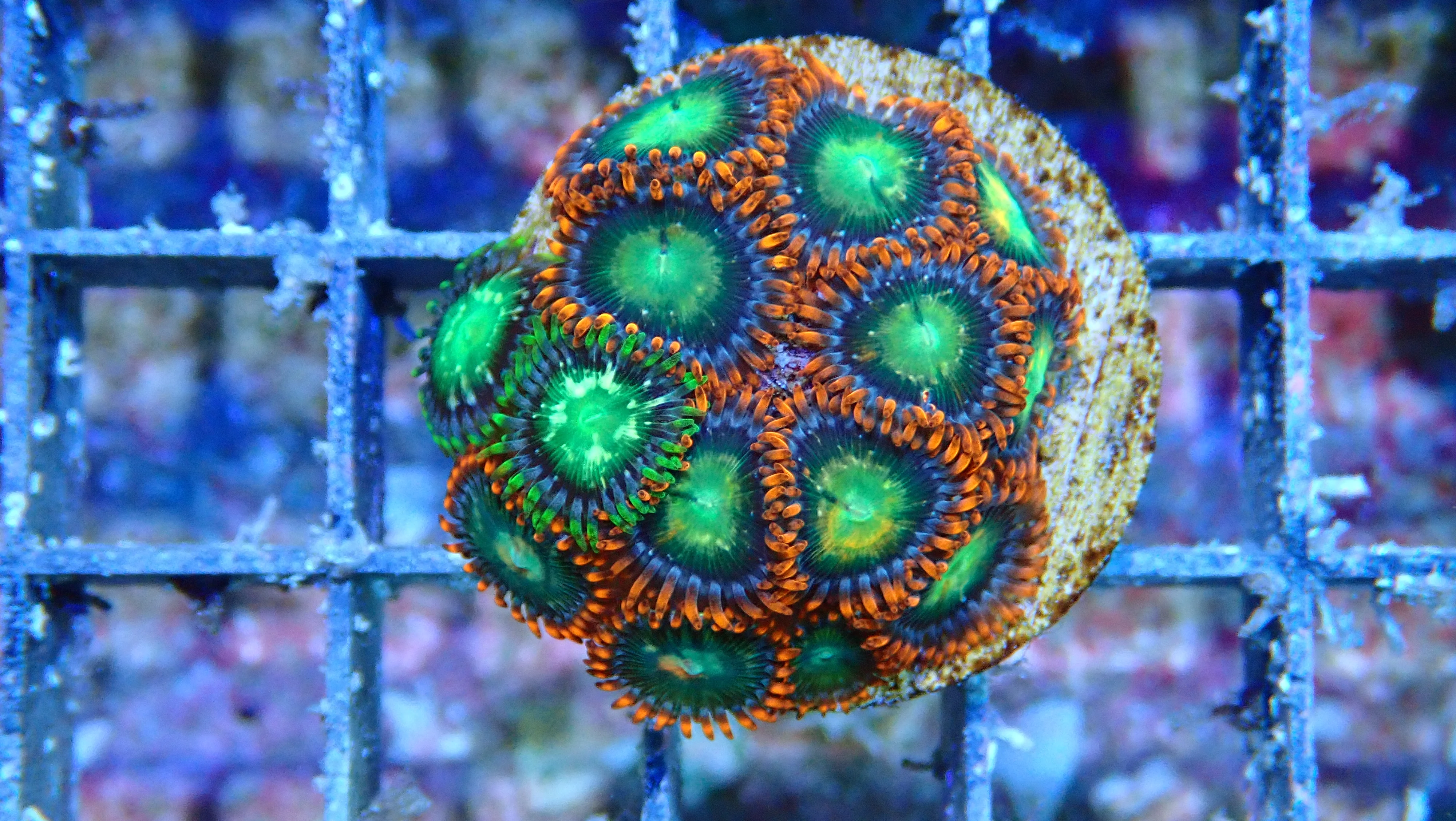 Mystery Frag $30ea or 3 for $75! - Image 20