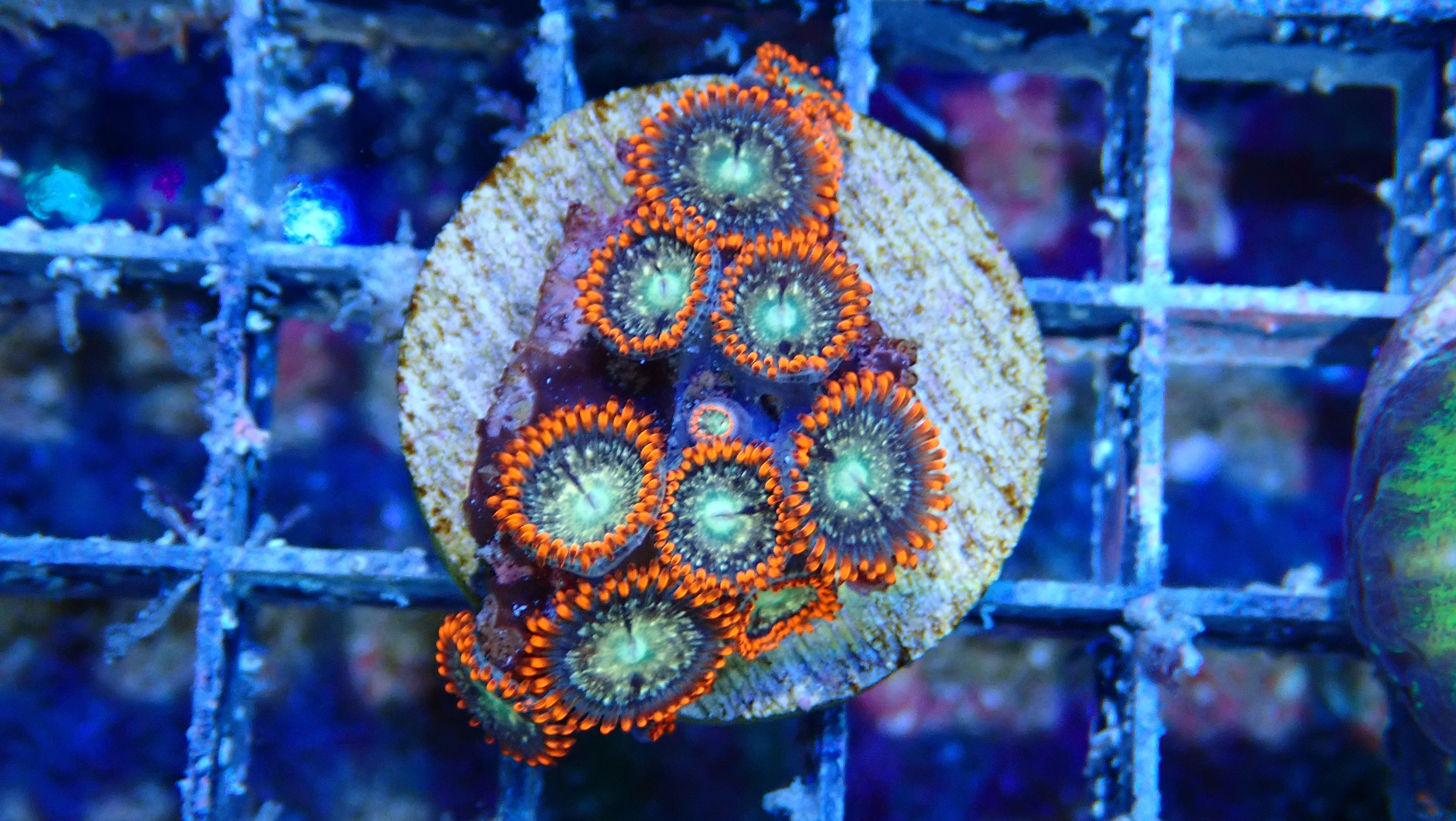 Mystery Frag $30ea or 3 for $75! - Image 21
