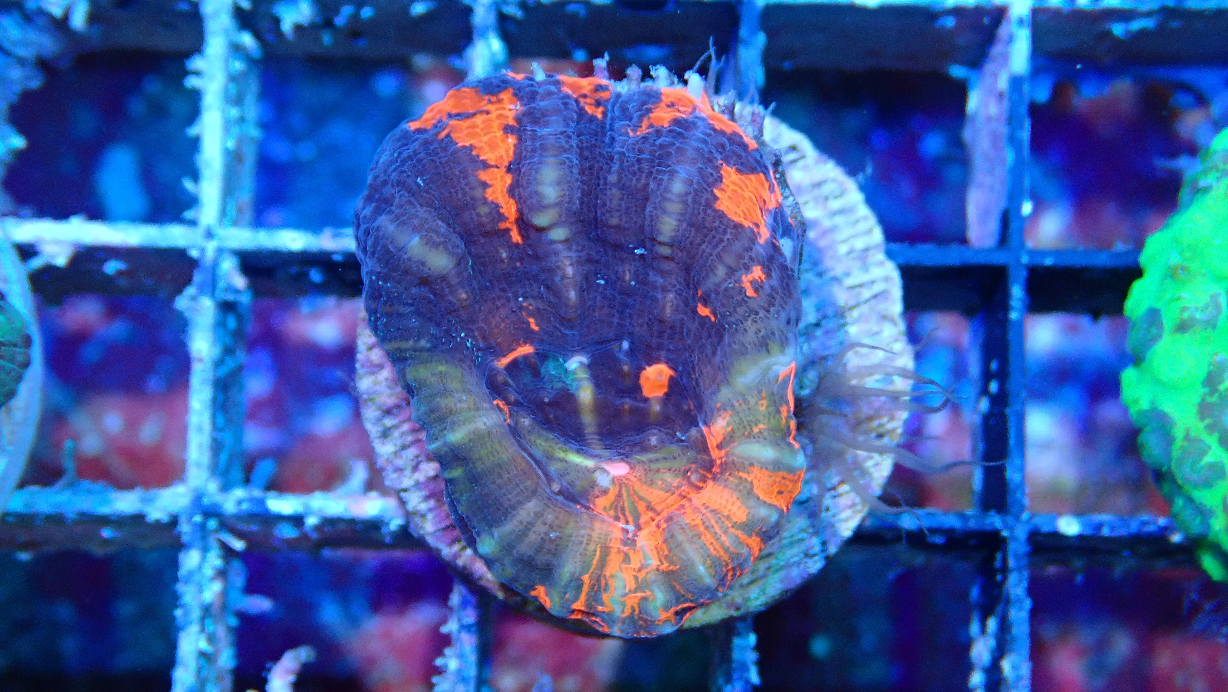 Mystery Frag $30ea or 3 for $75! - Image 23