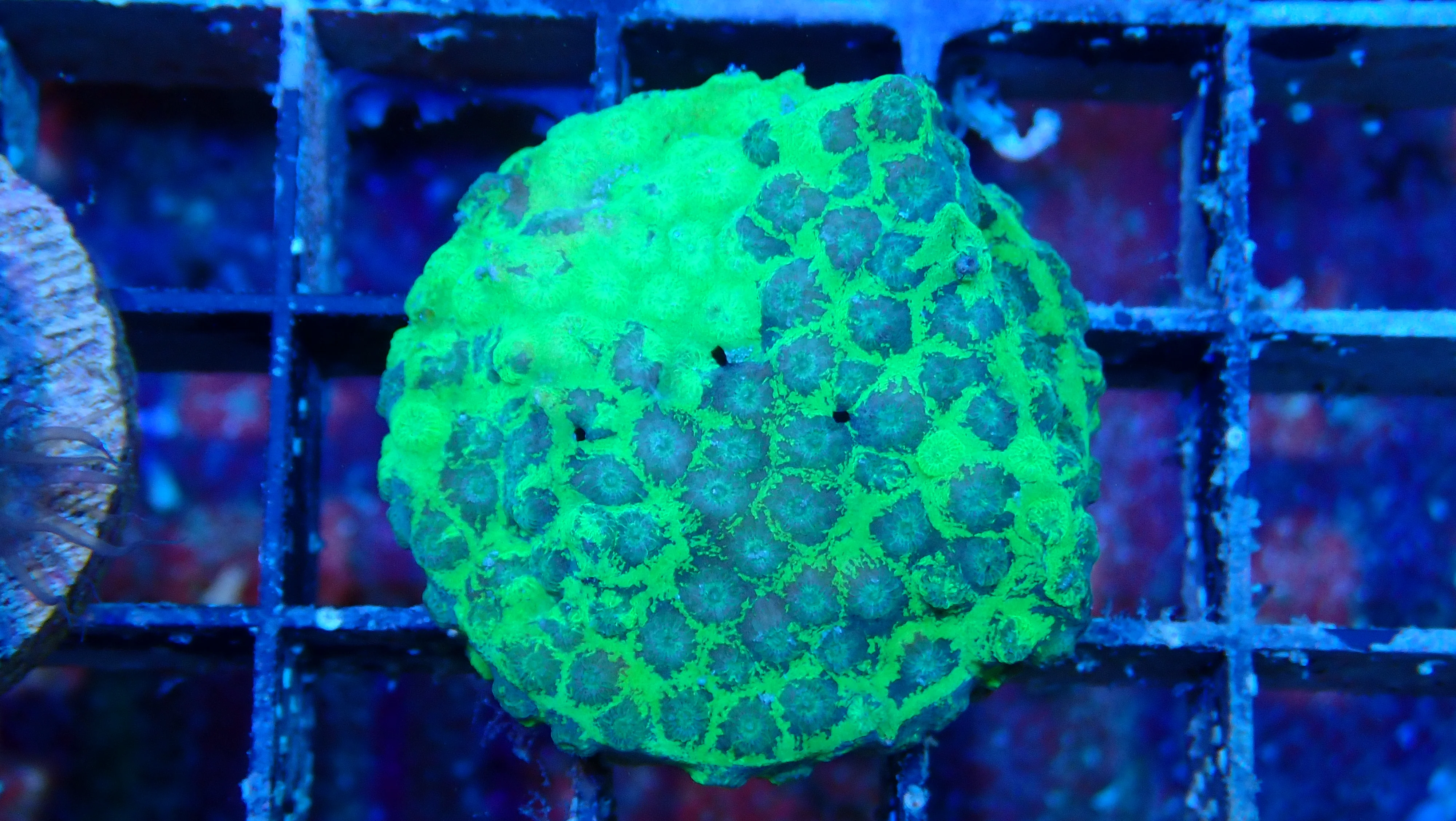 Mystery Frag $30ea or 3 for $75! - Image 24