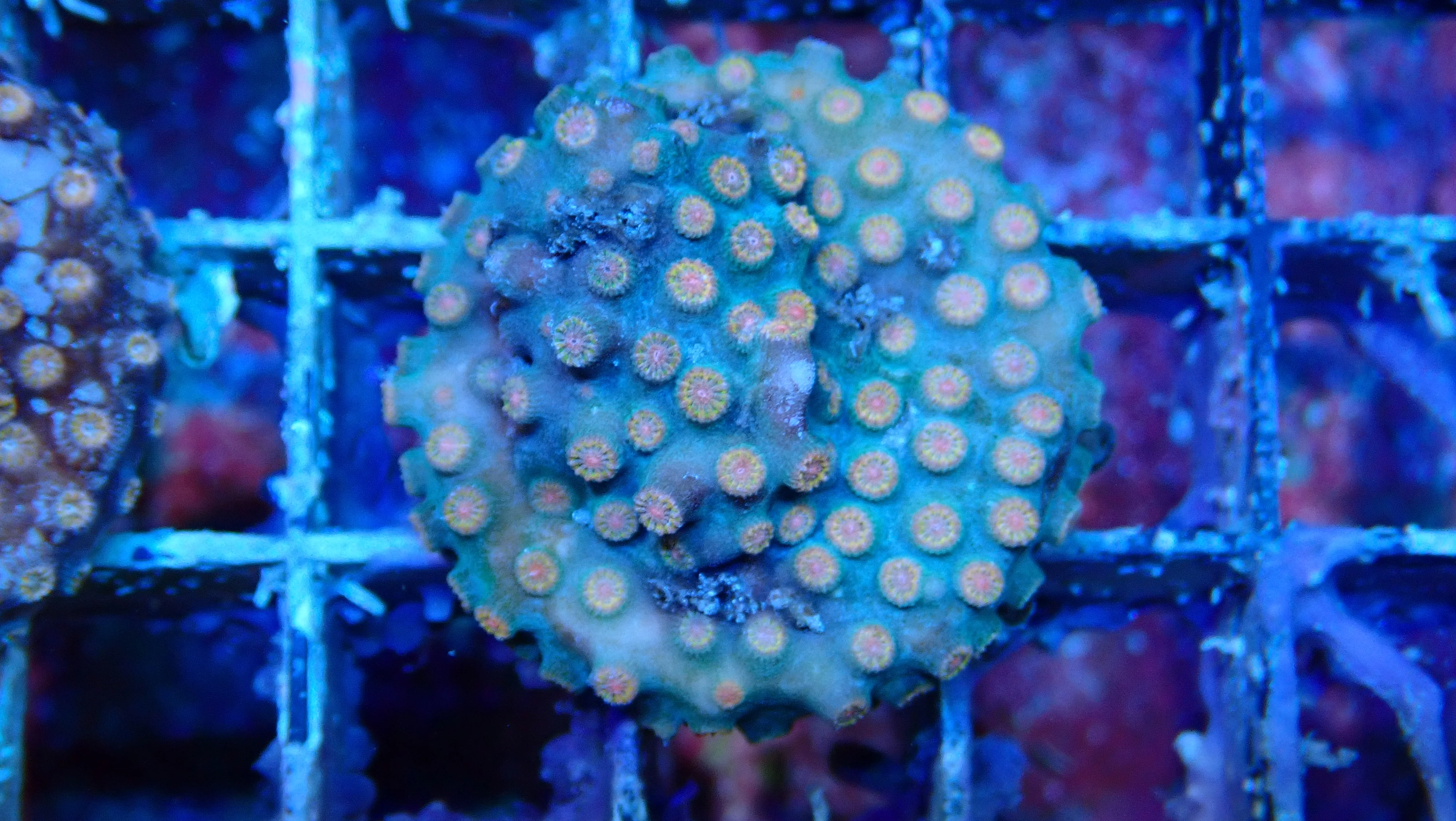 Mystery Frag $30ea or 3 for $75! - Image 25