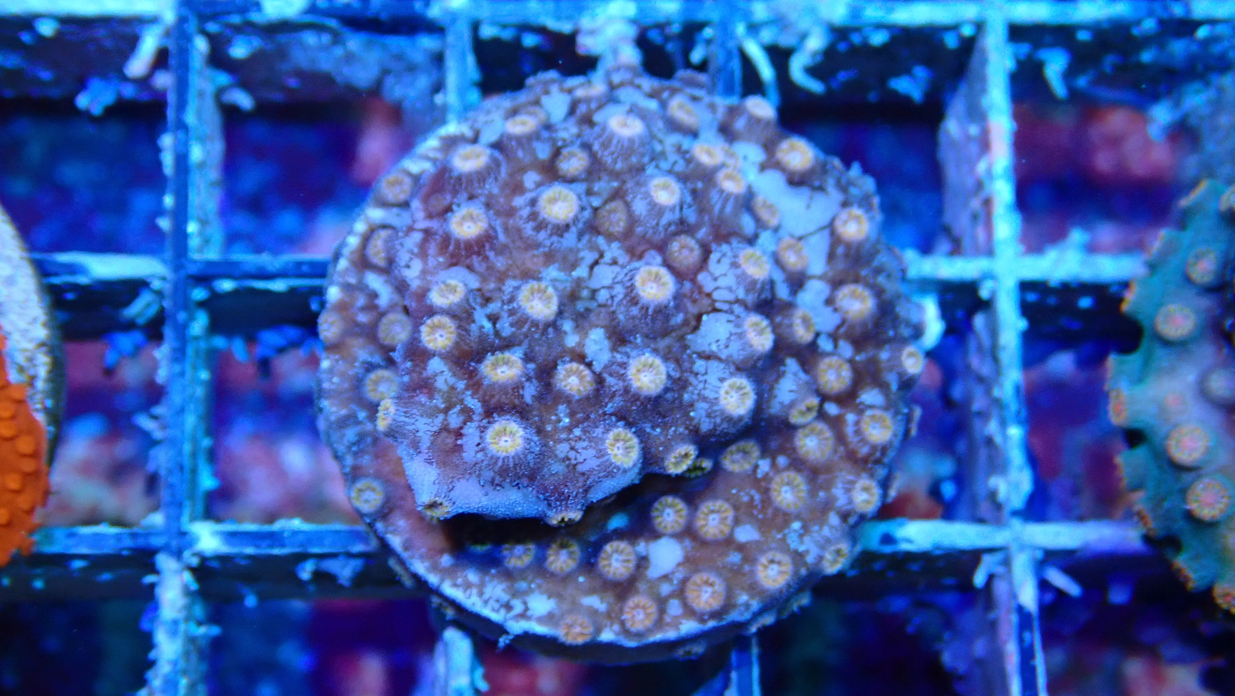 Mystery Frag $30ea or 3 for $75! - Image 26