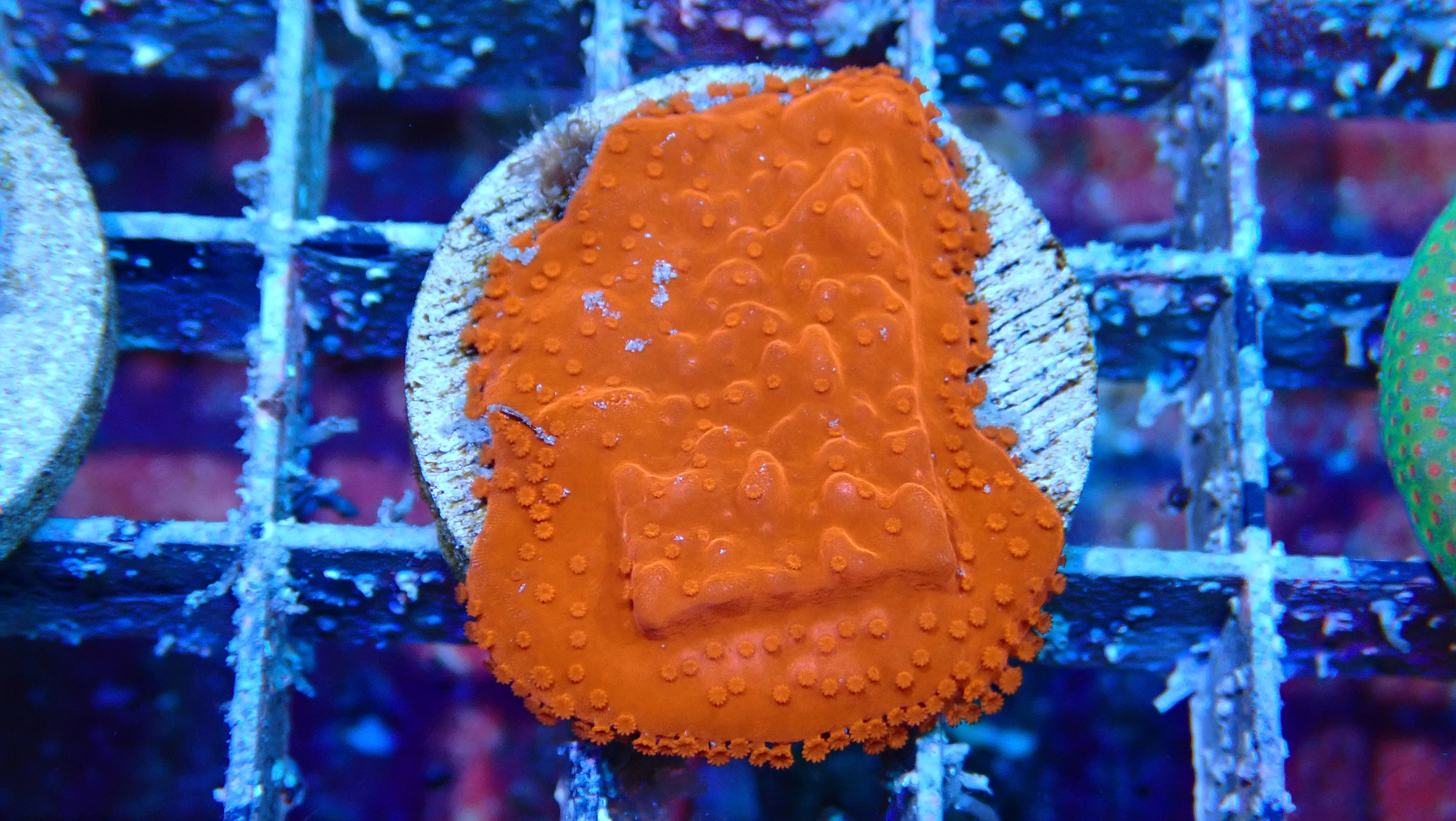 Mystery Frag $30ea or 3 for $75! - Image 28