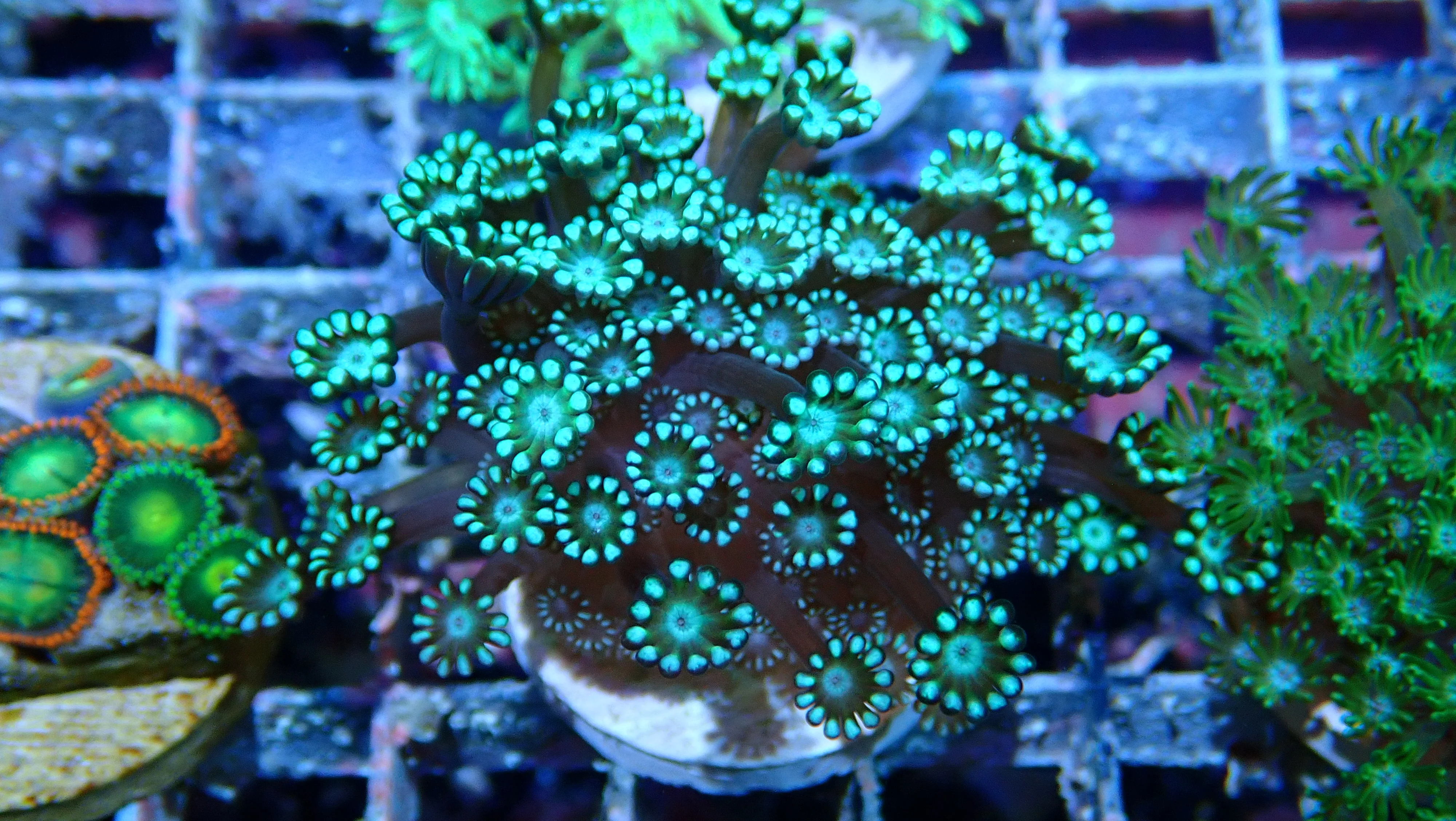 Mystery Frag $30ea or 3 for $75! - Image 30