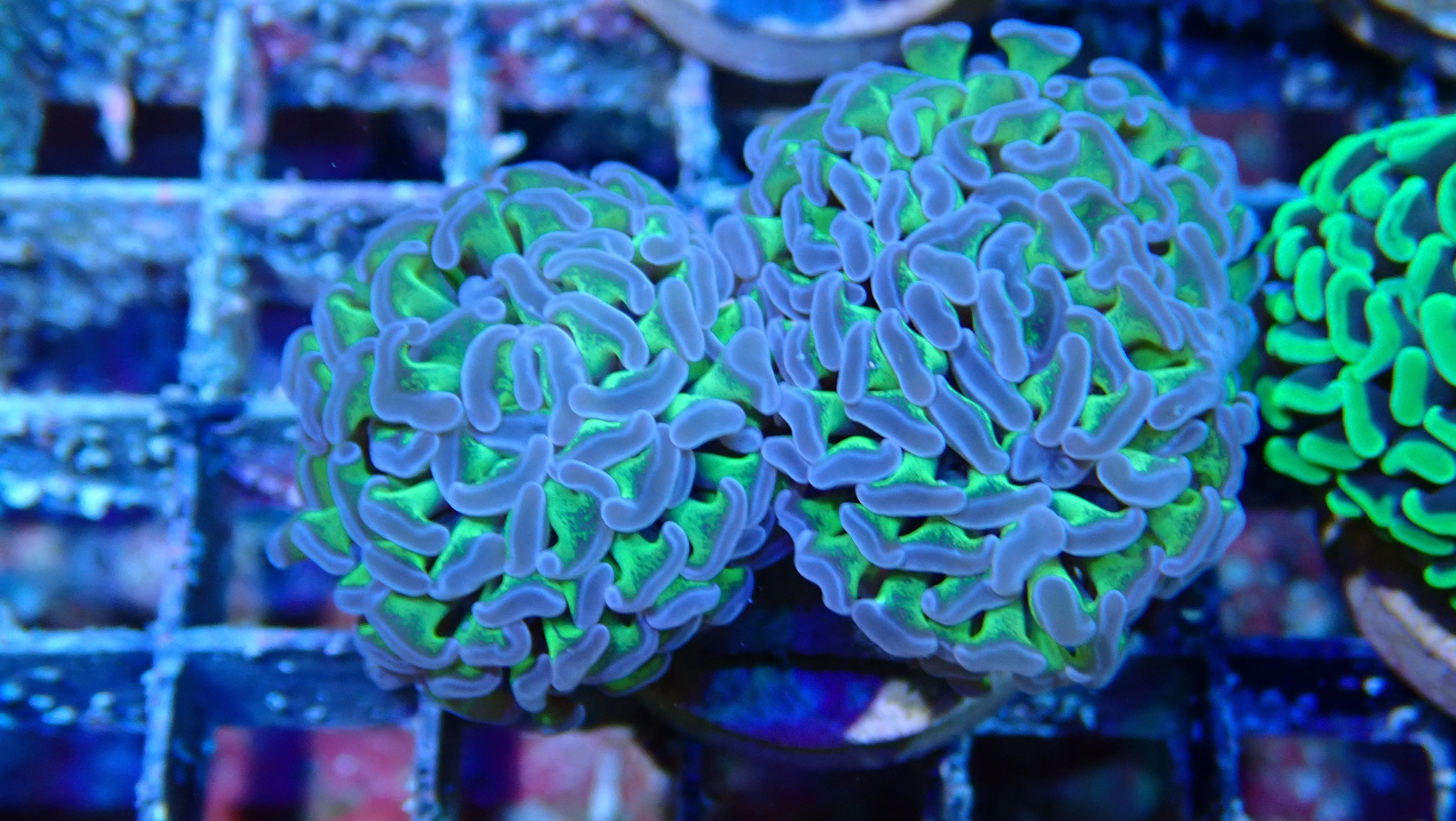 Mystery Frag $30ea or 3 for $75! - Image 31