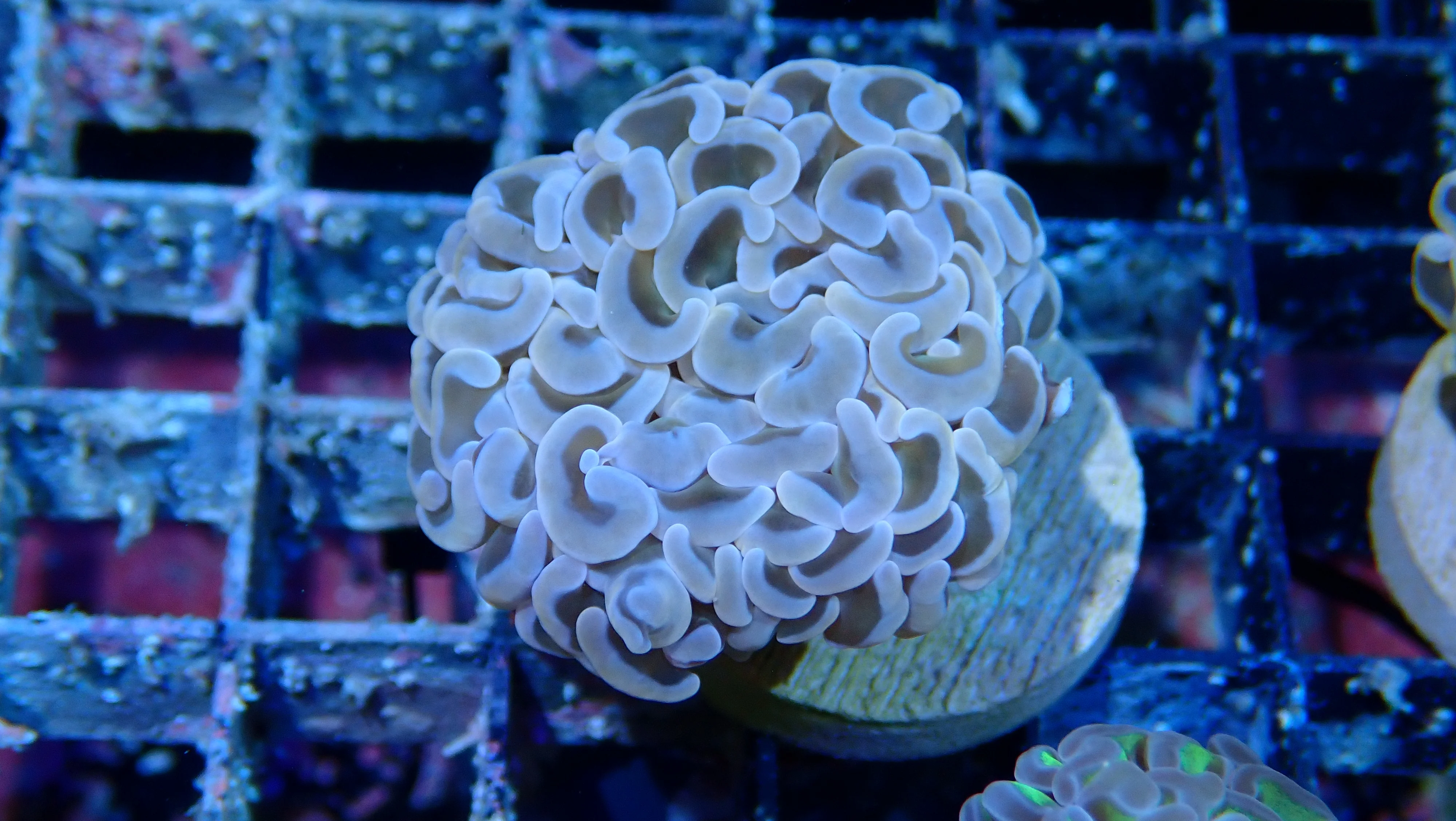 Mystery Frag $30ea or 3 for $75! - Image 32