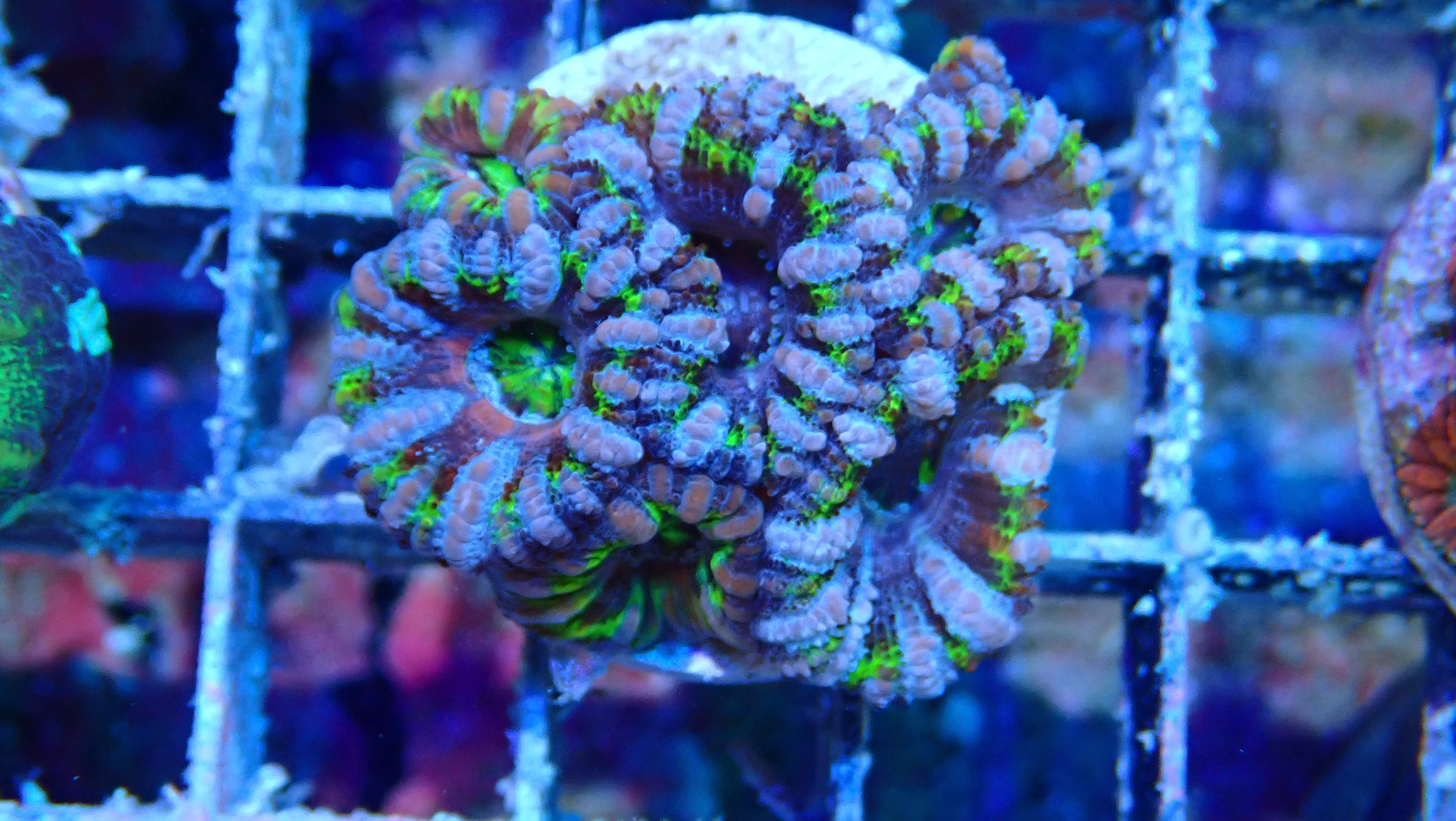 Mystery Frag $30ea or 3 for $75! - Image 33