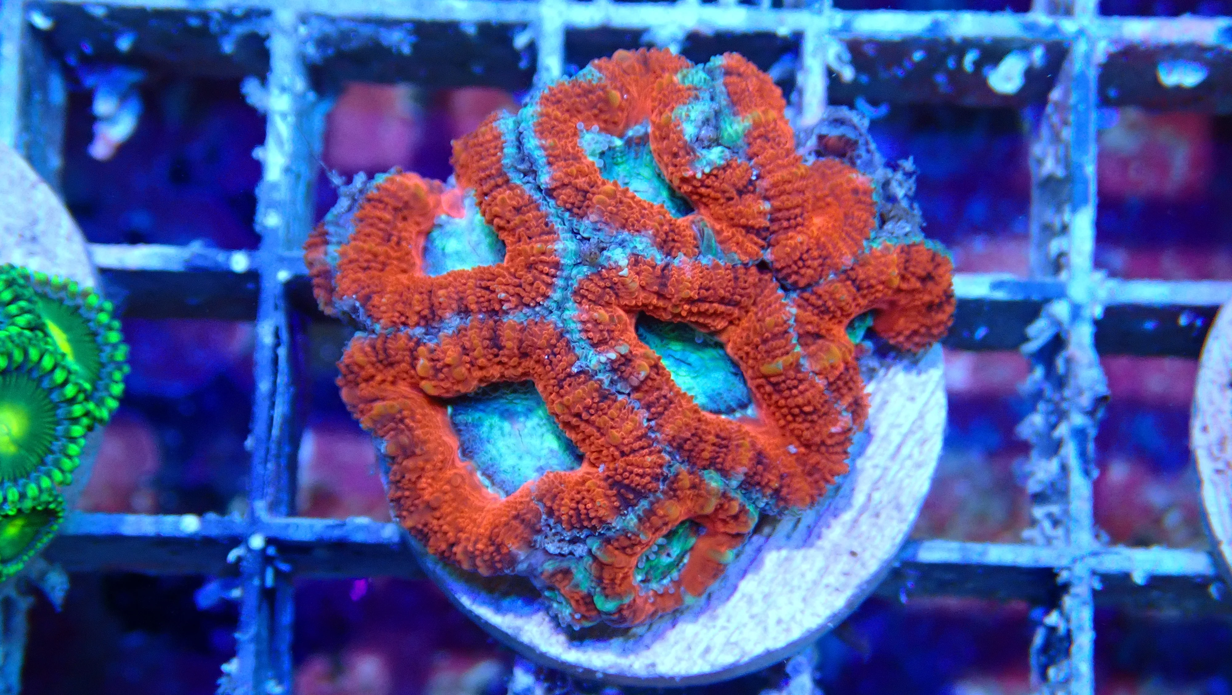 Mystery Frag $30ea or 3 for $75! - Image 34