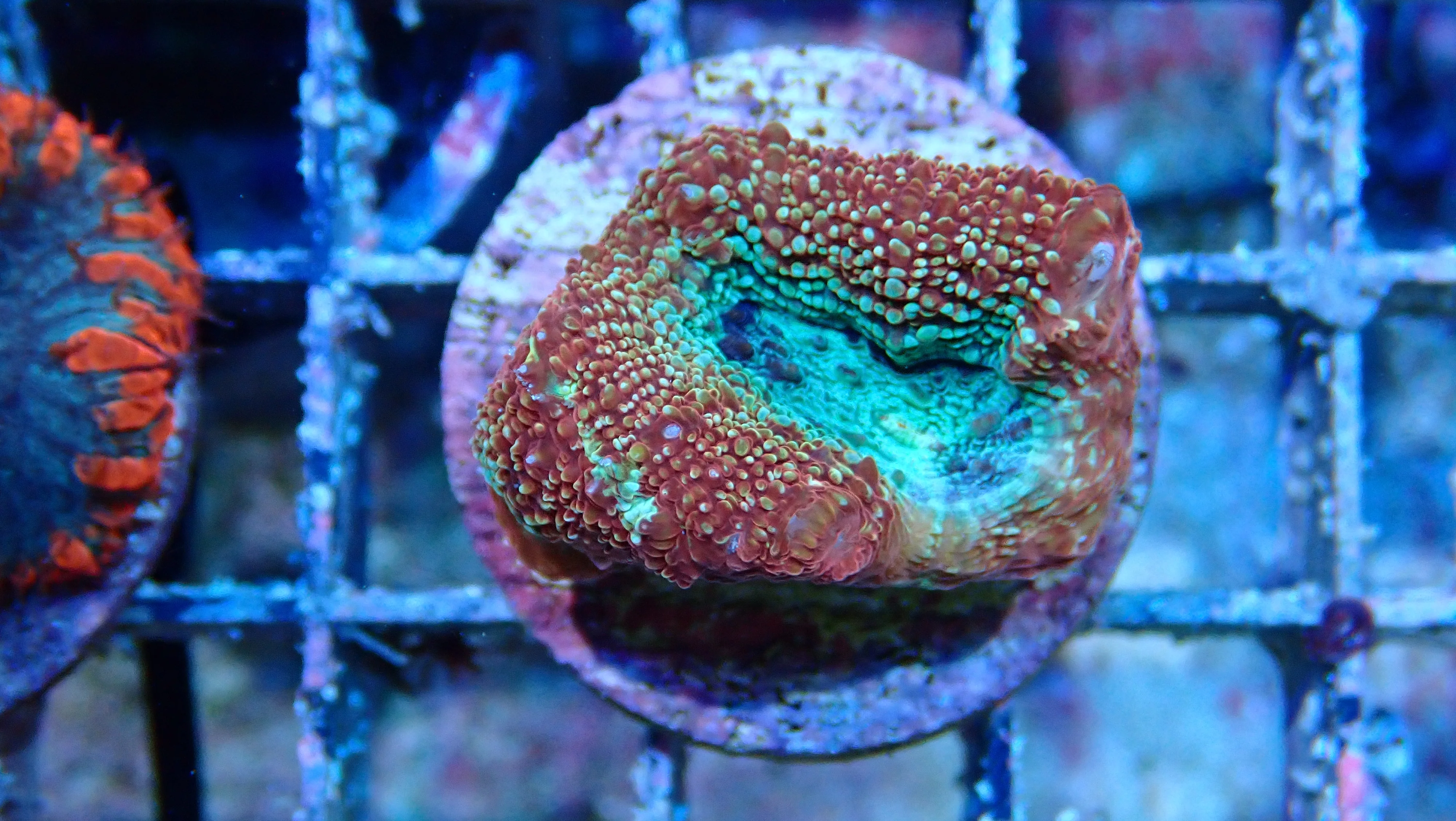 Mystery Frag $30ea or 3 for $75! - Image 35