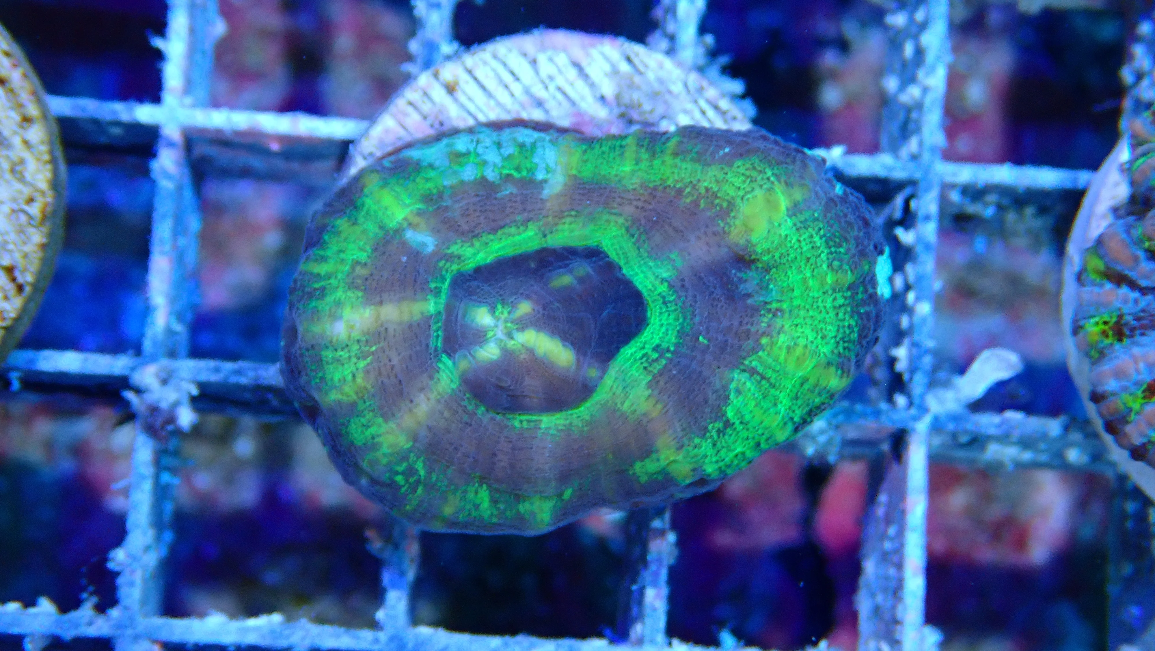 Mystery Frag $30ea or 3 for $75! - Image 36