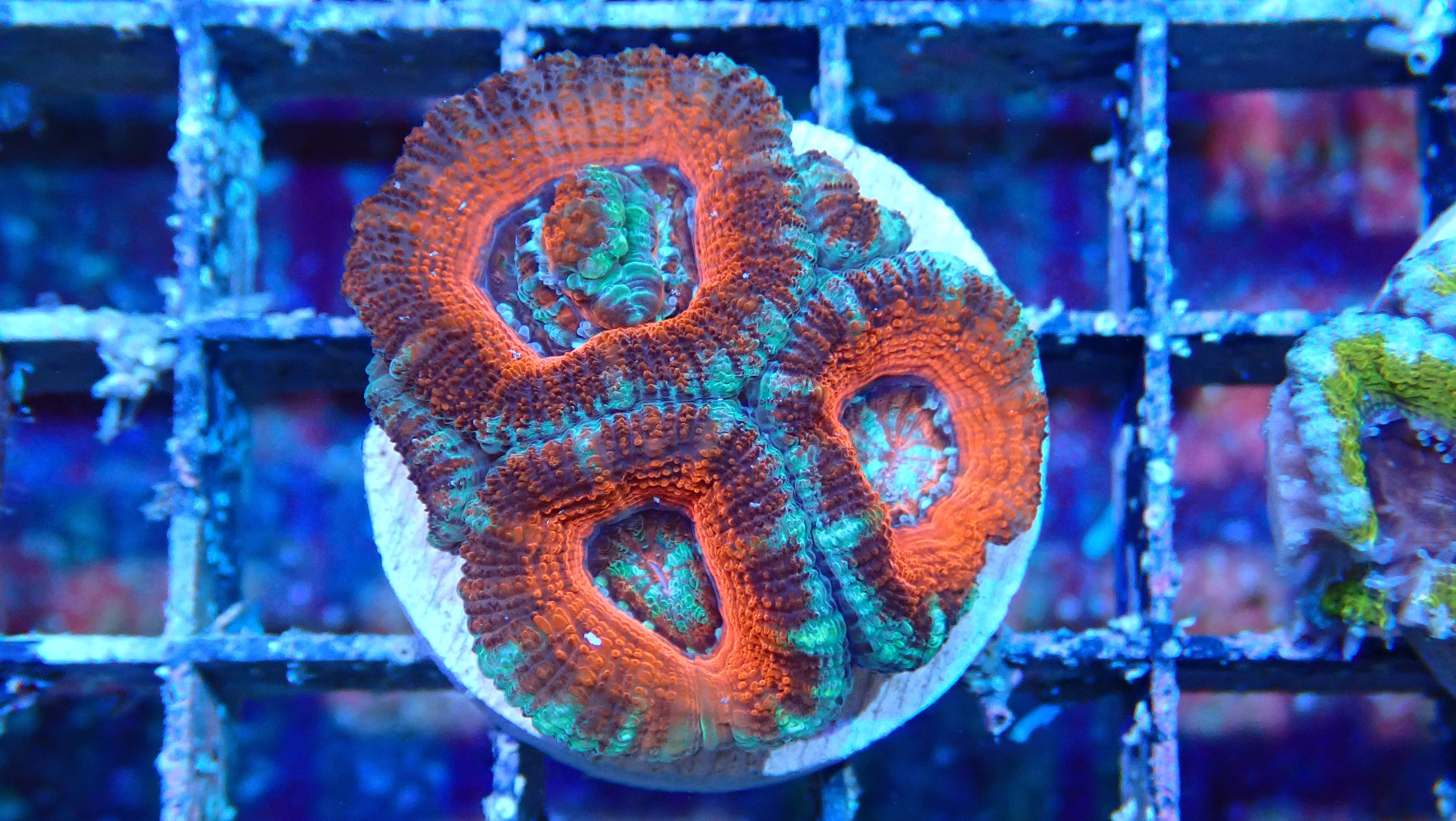 Mystery Frag $30ea or 3 for $75! - Image 37