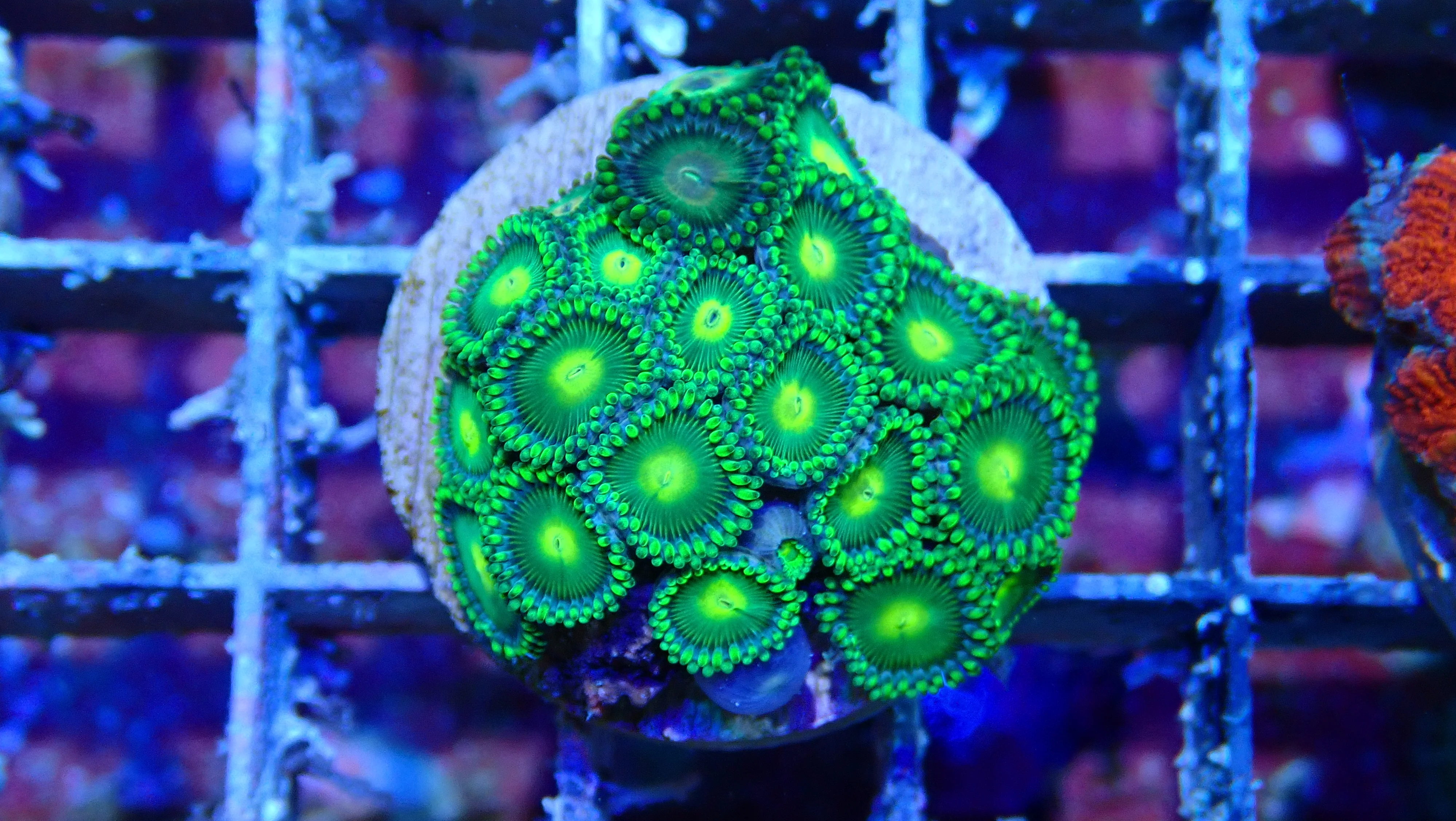 Mystery Frag $30ea or 3 for $75! - Image 38