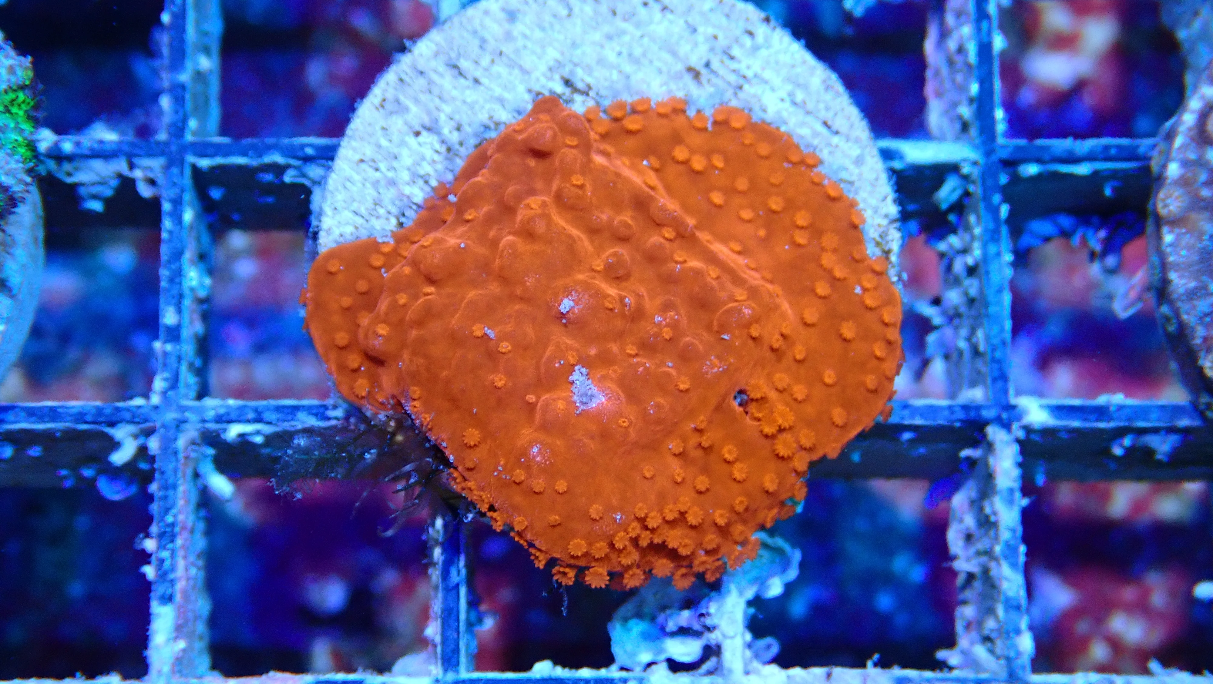 Mystery Frag $30ea or 3 for $75! - Image 39